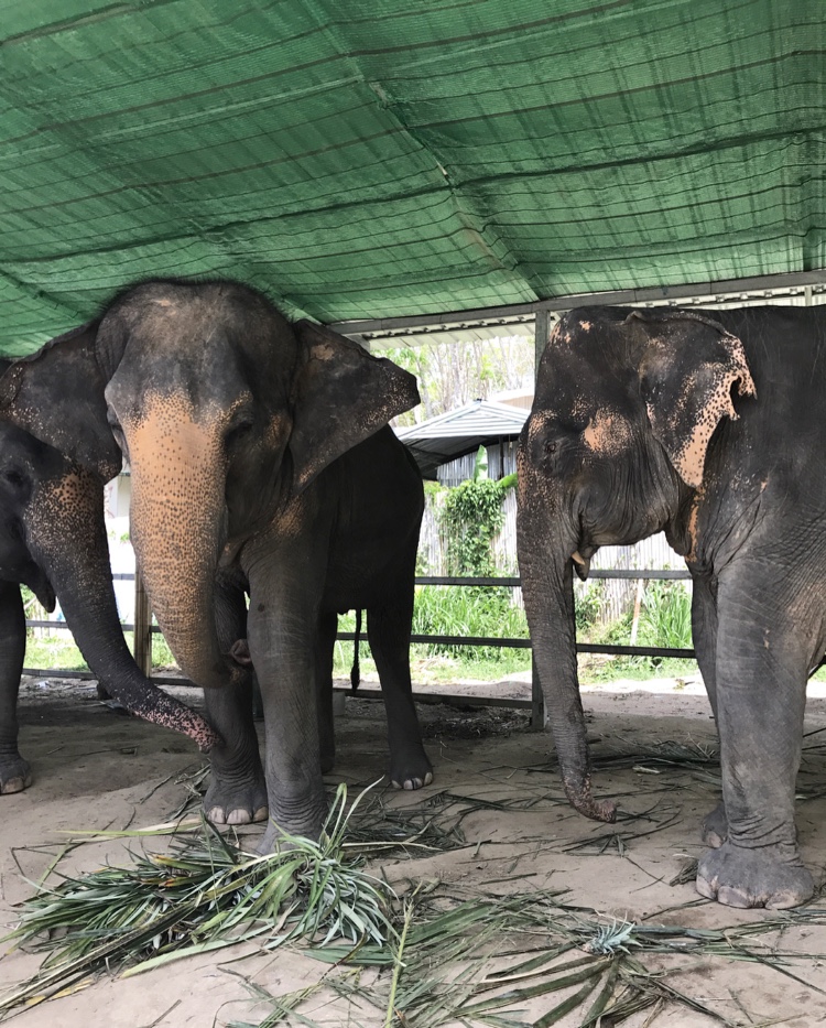 elephant-jungle-sanctuary-phuket.jpg