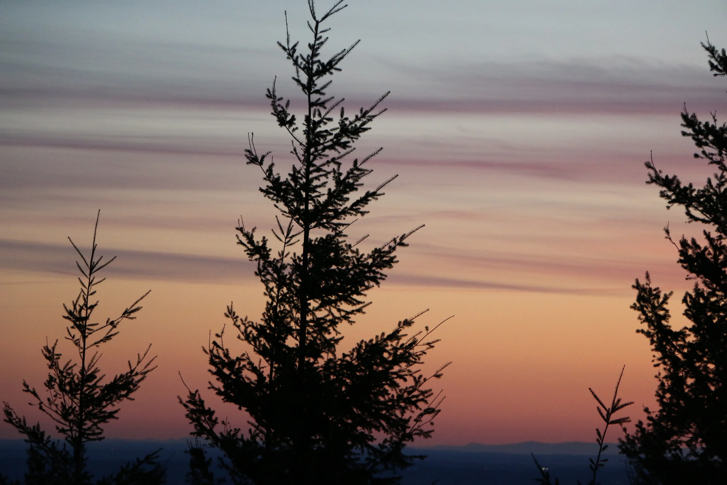 treessunset.jpg