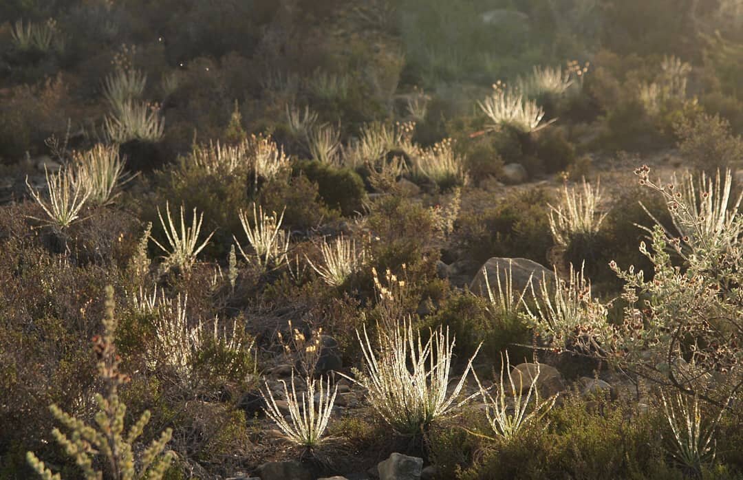 Drosophyllum in situ. Photo: Prof Fernando Ojeda