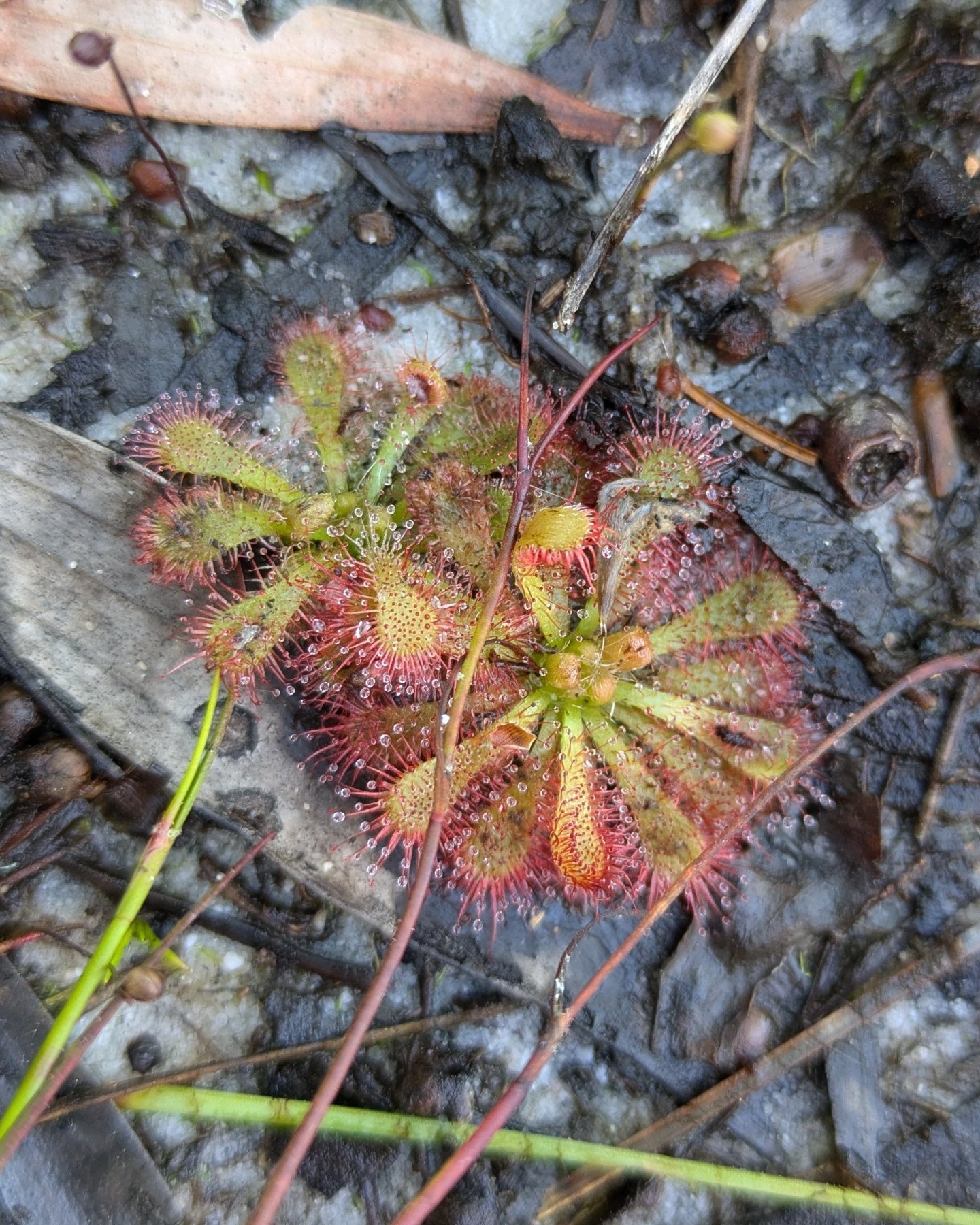 A few hungry plants spotted at the Kathleen McArthur reserve 🥰  my favourites!

Drosera spatulata - a sticky-leaved carnivore with dew-drop covered traps 🌱
Utricularia sp - a cute little carnivore with underground suction traps (with Drosera in the