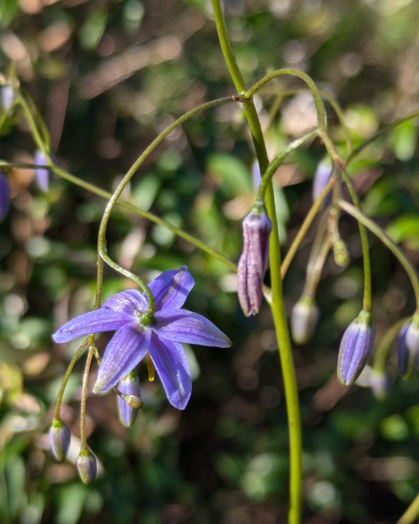 Another cutie from the Kathleen McArthur reserve 🥰 thought this blue flax lily looked so sweet and delicate against the green bushland 🌱💙

Also if you'd like to learn more about Kathleen McArthur and her work to protect wallum environments along t