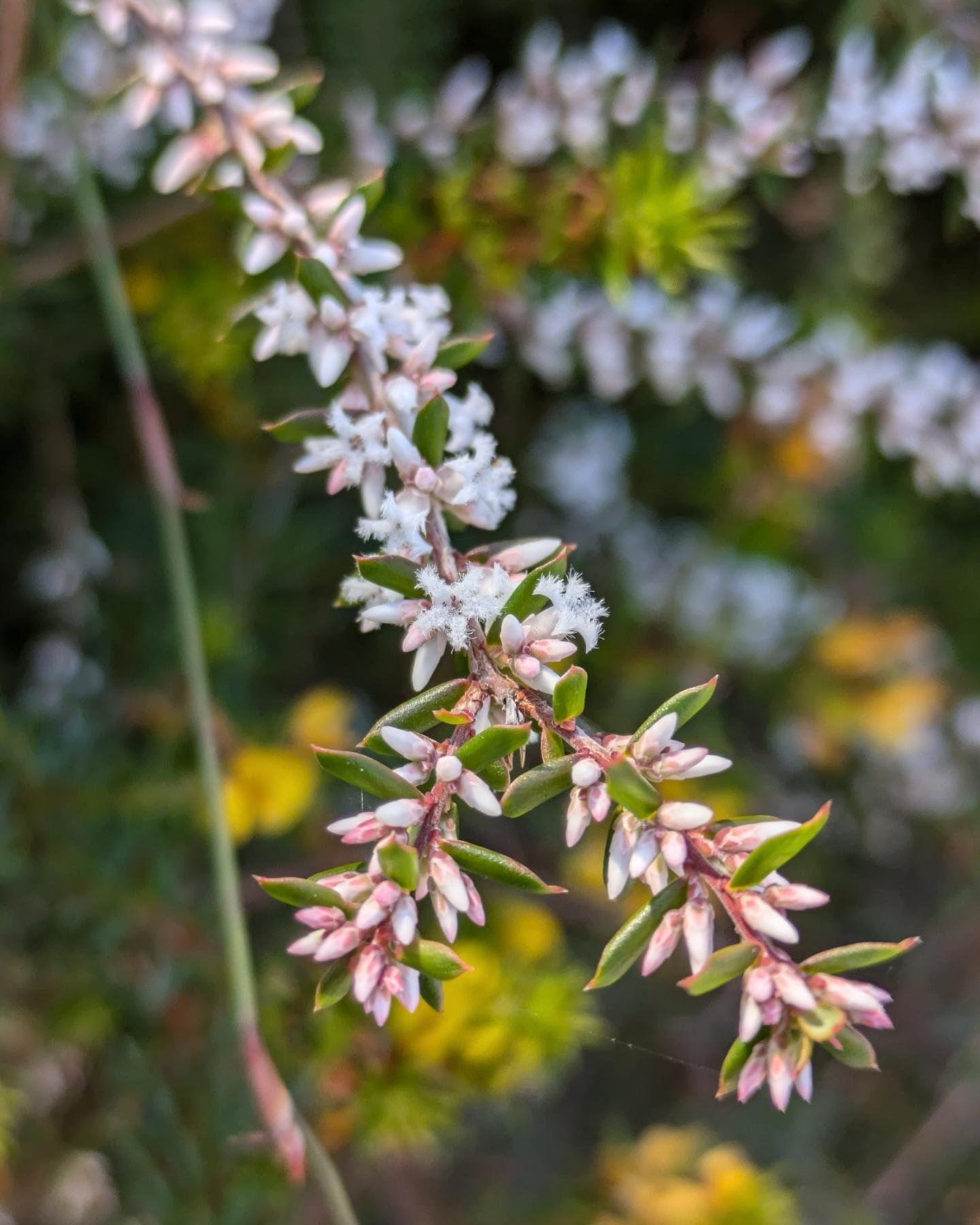 Wildflowering in the wallum 🌸🌼🌱 

The entire last week has been a wonderful wildflower-filled time that I'm so so grateful for 🥰 

One part of that has been a number of guided walks I went on as part of the Sunshine Coast Wildflower Festival on K