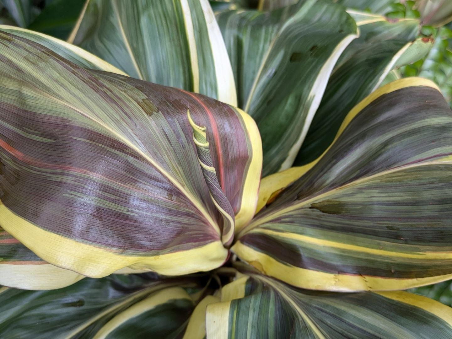 Another delight from Roma Parkland 🌱 this absolutely adorable curly wurly leaf caught my eye, twisting and turning over the stripey canvas of the other unfurled leaves 😍🌱 #artinnature