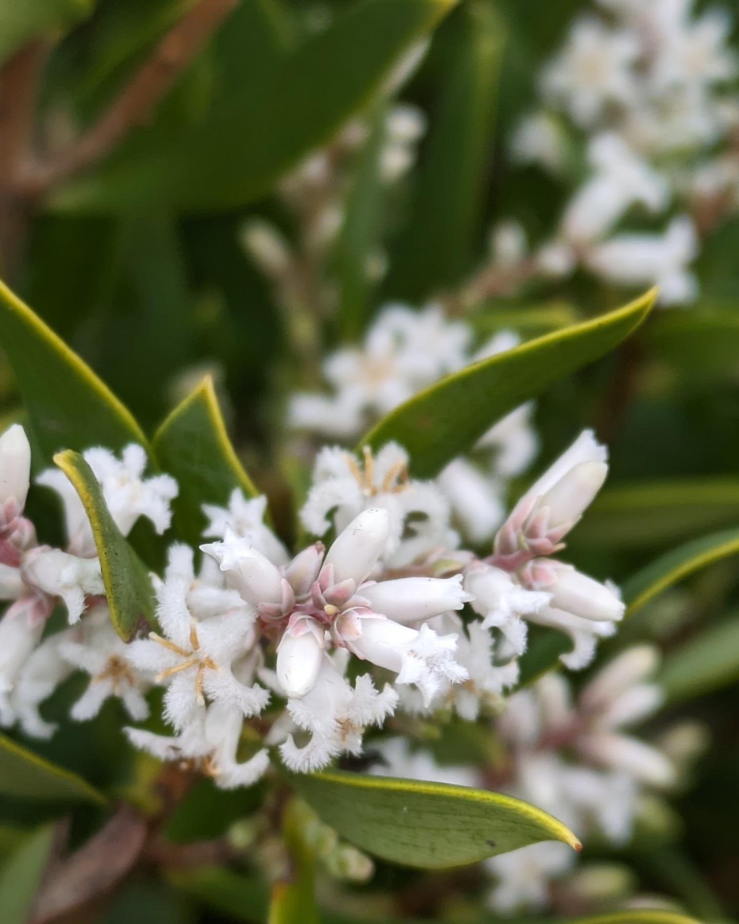 Coastal beard heath 🌱🧔🌱 Leucopogon parviflorus 🌱

Check out those white beardy little flowers 😍

Literally... white beardy little flowers... the scientific name comes from ancient Greek leukos (white) and pogon (beard), and Latin parvi (small) a