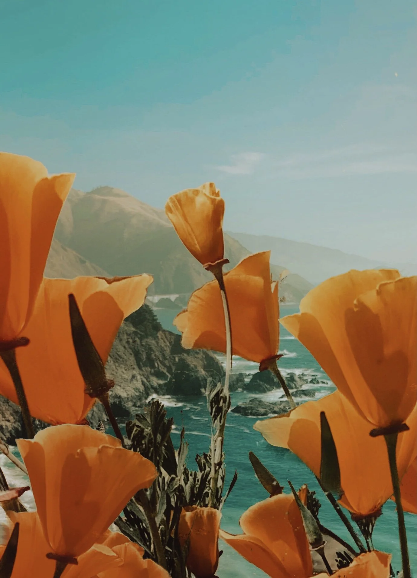 Painted Poppies.jpg