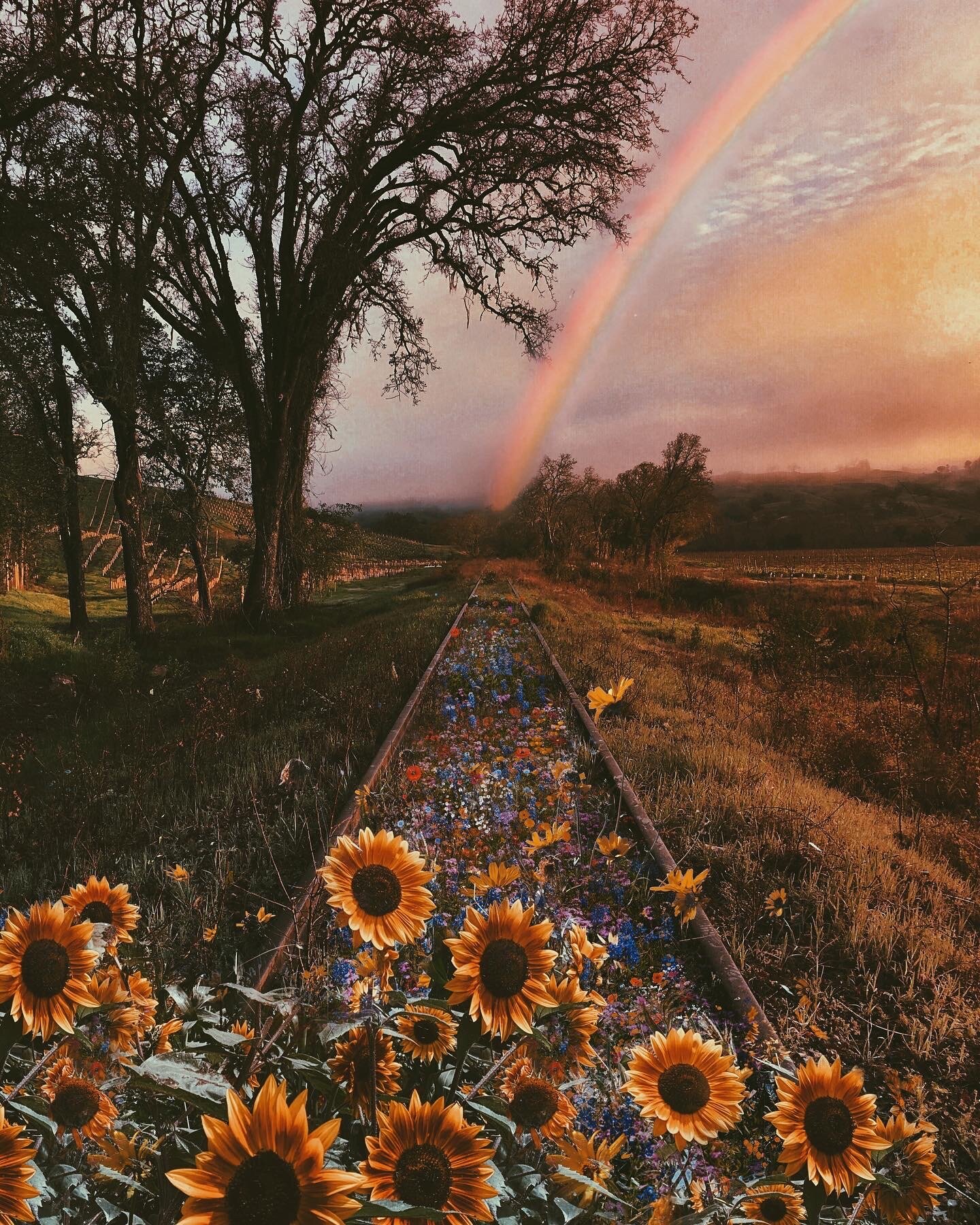 Sunflower Raildroad.JPG