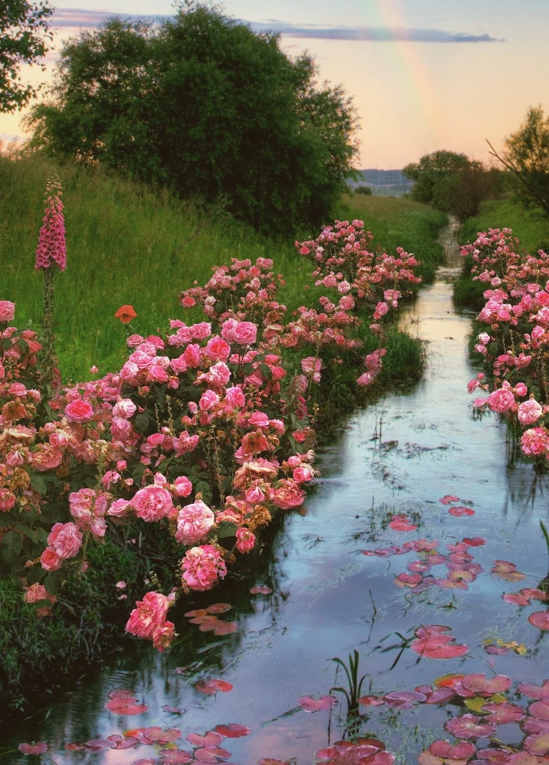 La Vie En Rose Close Up.JPG