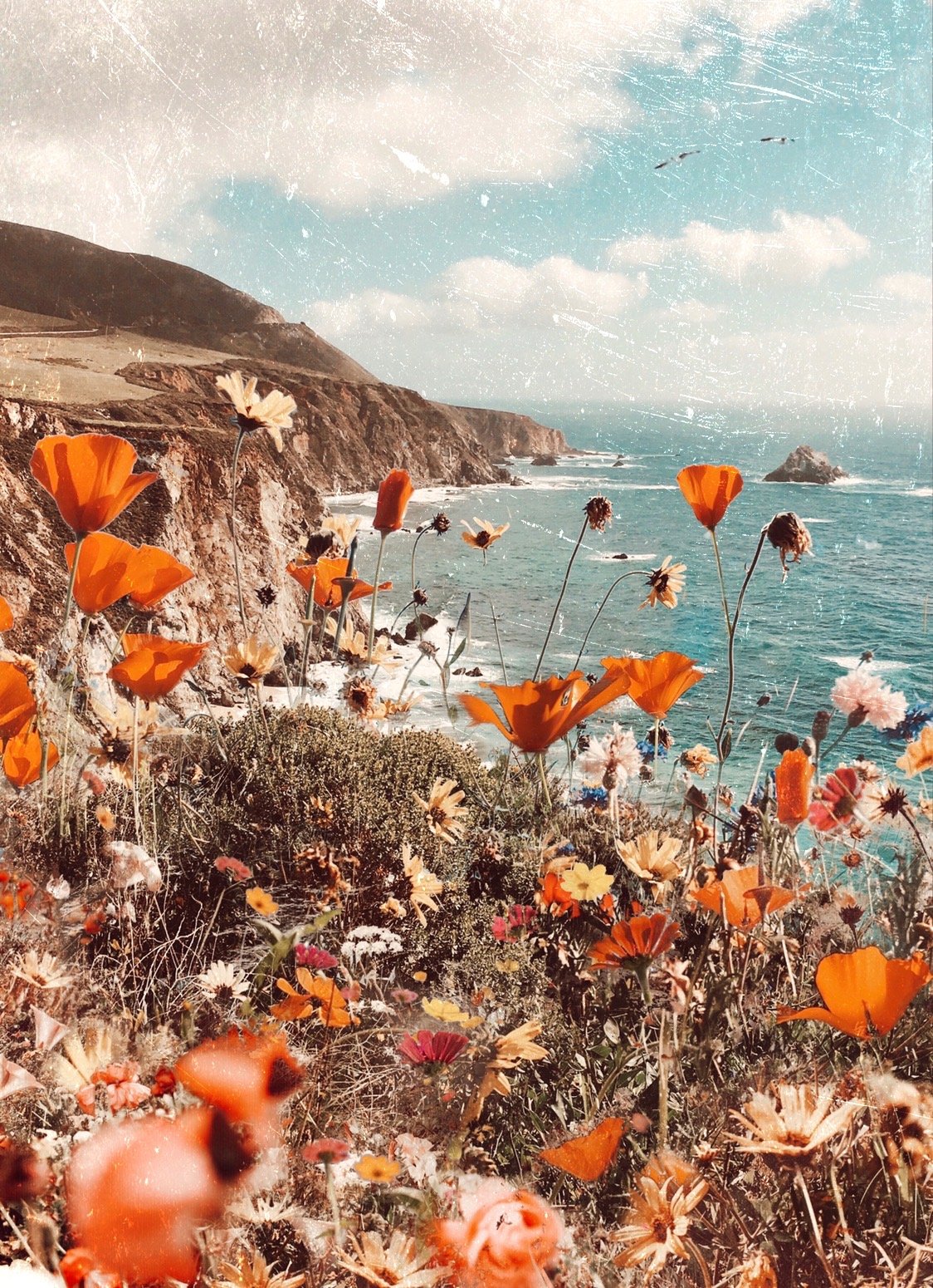 Big Sur Poppies - website.jpeg