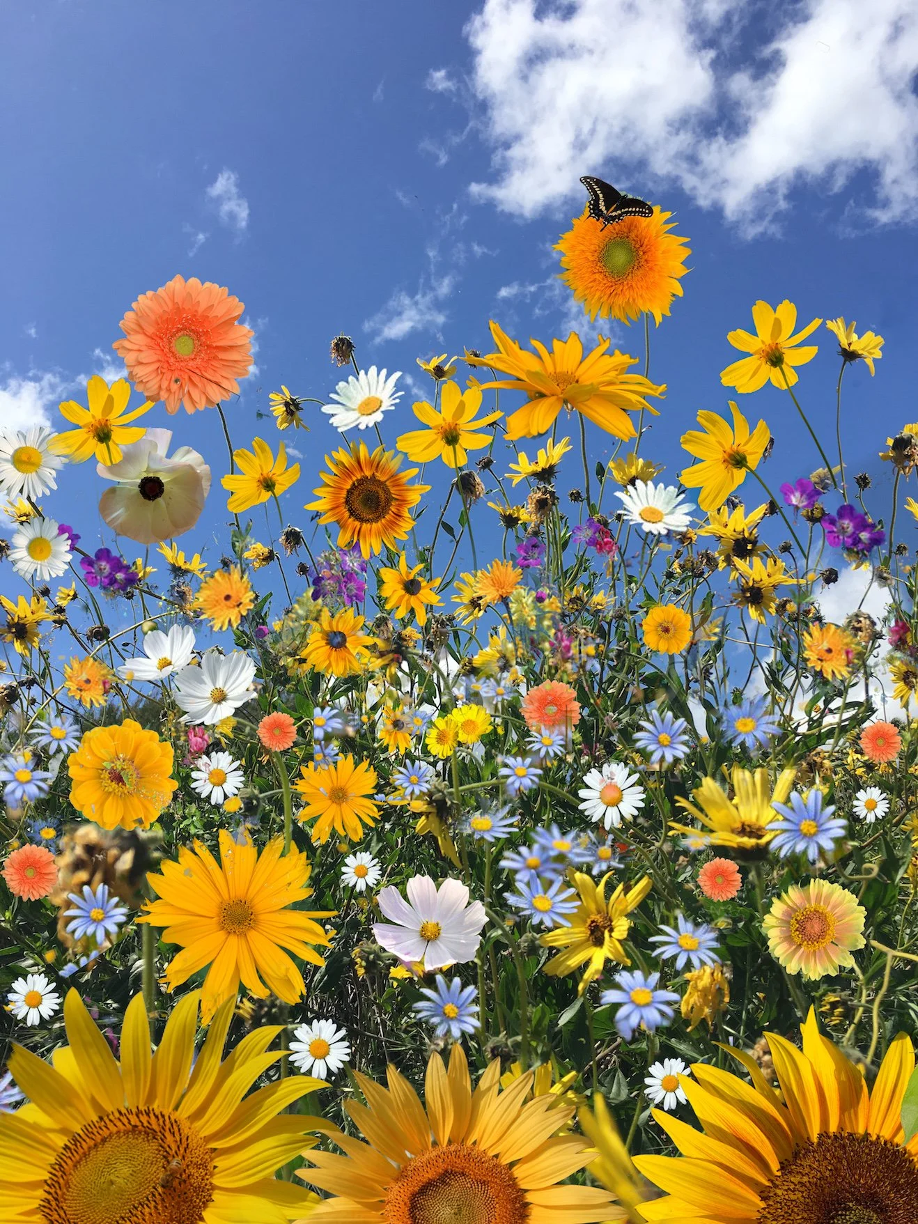 Mellow Yellow- website.jpeg