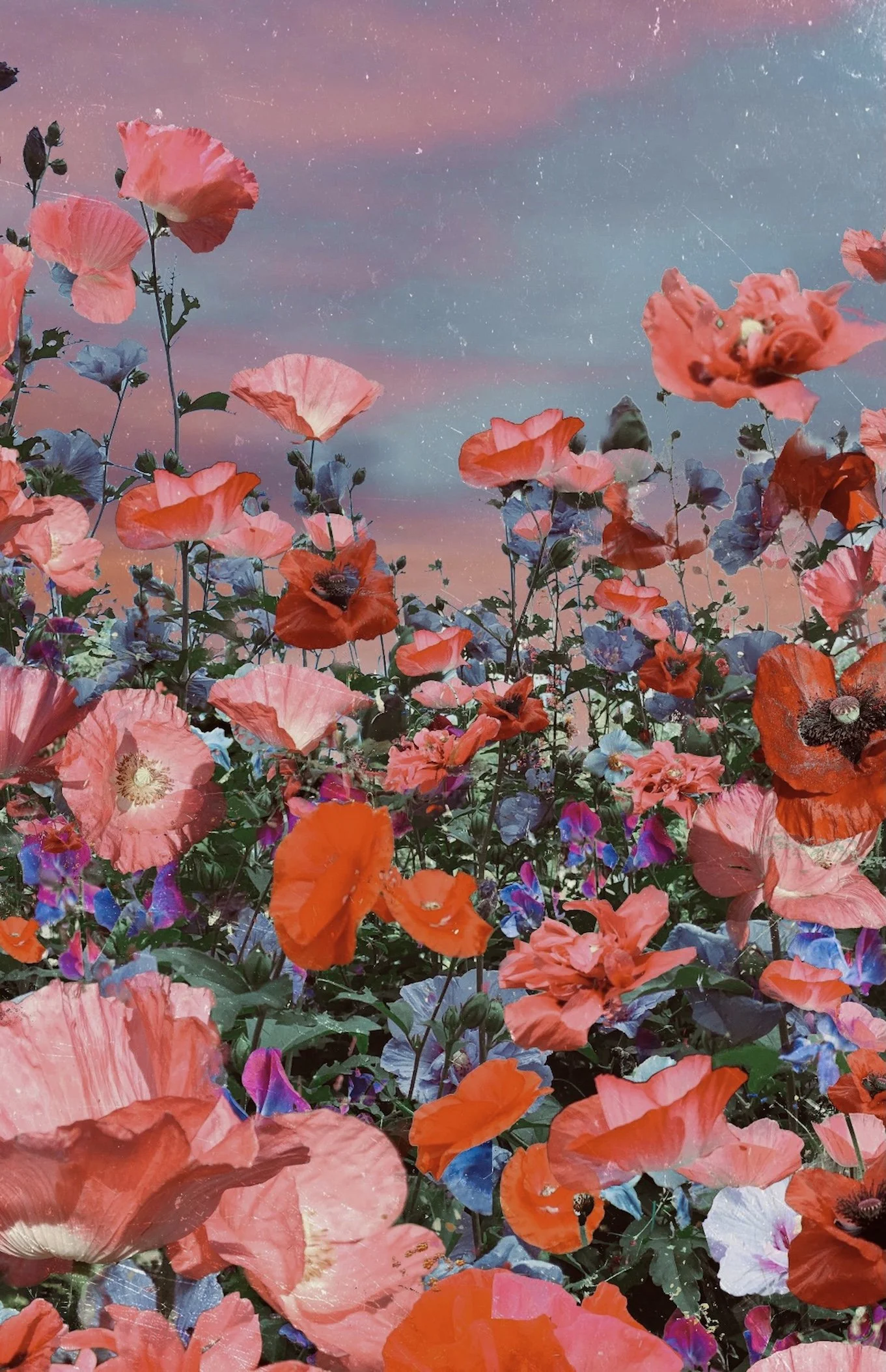 Pink Poppies- website.jpeg