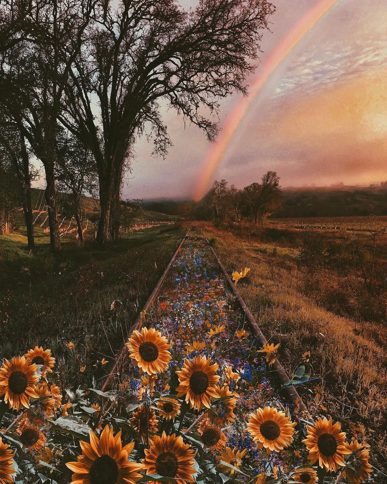 Sunflower Railroad (update 2)- website.jpeg