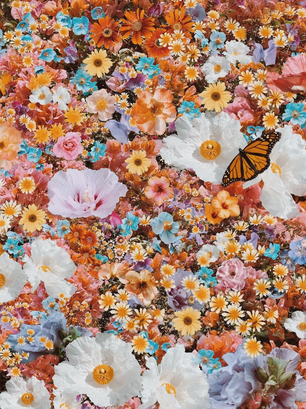 White Poppies- website.jpeg