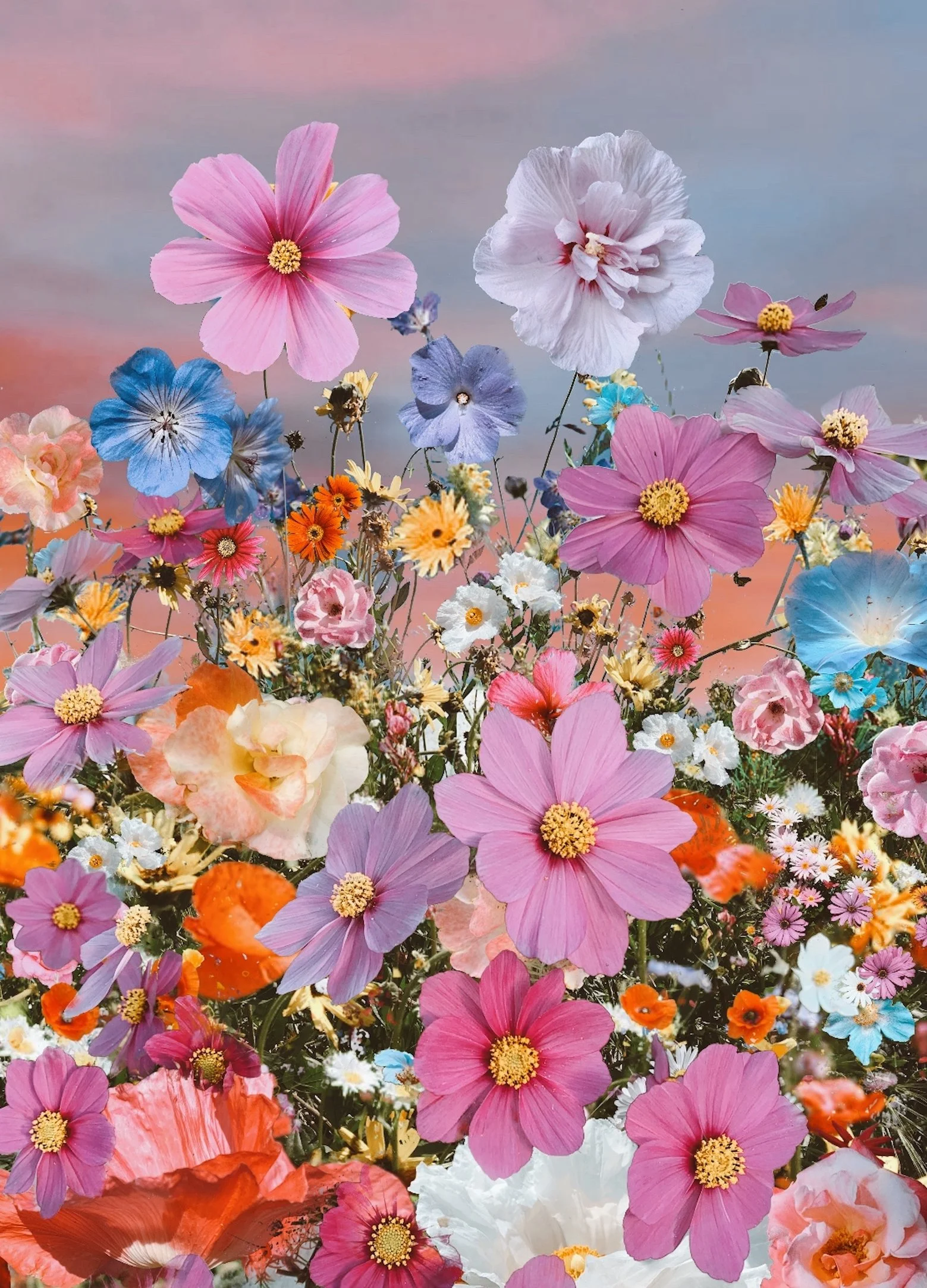 Cosmos High Res- website.jpeg