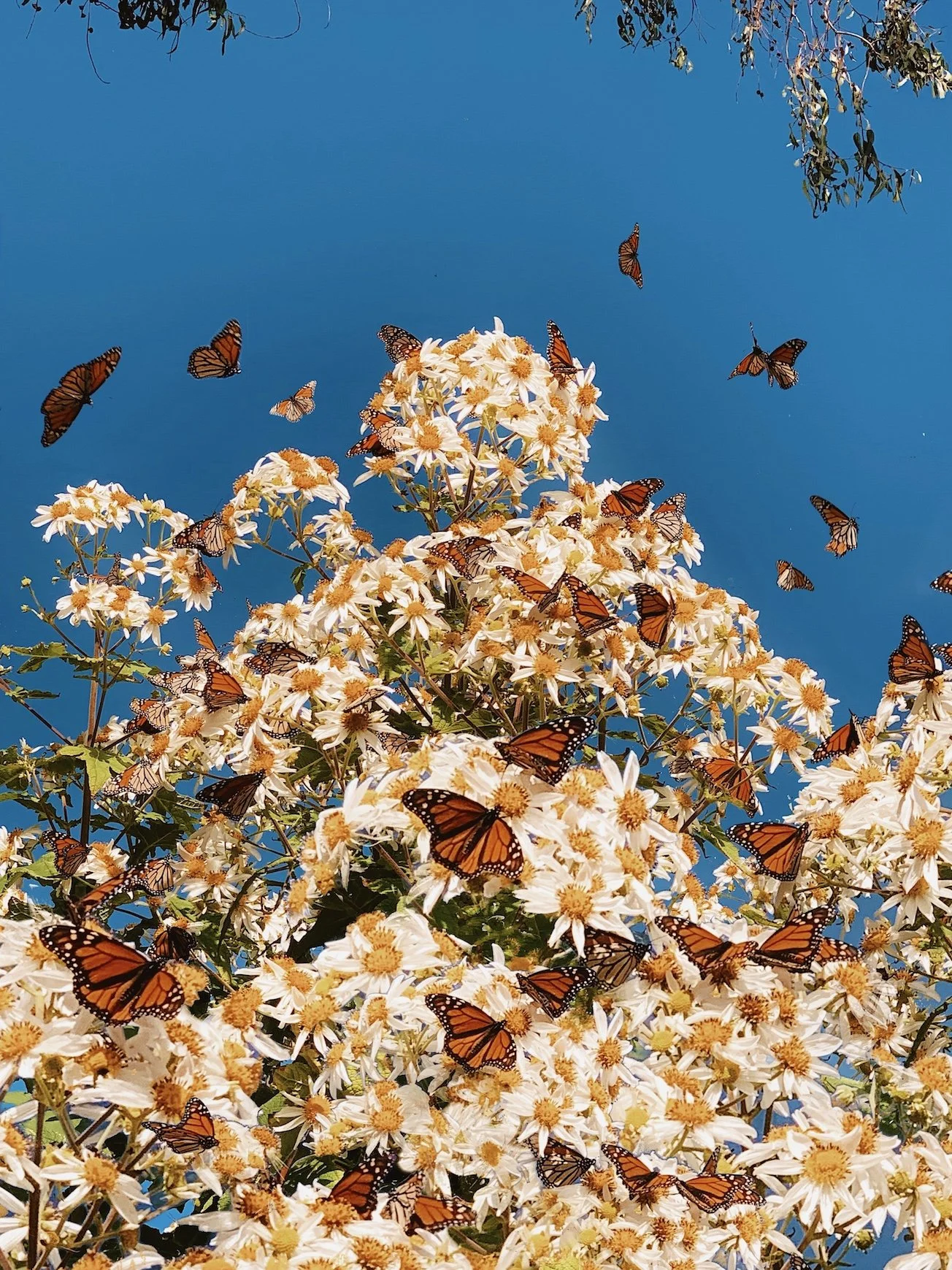 Big Sur Butterflies - website.jpeg
