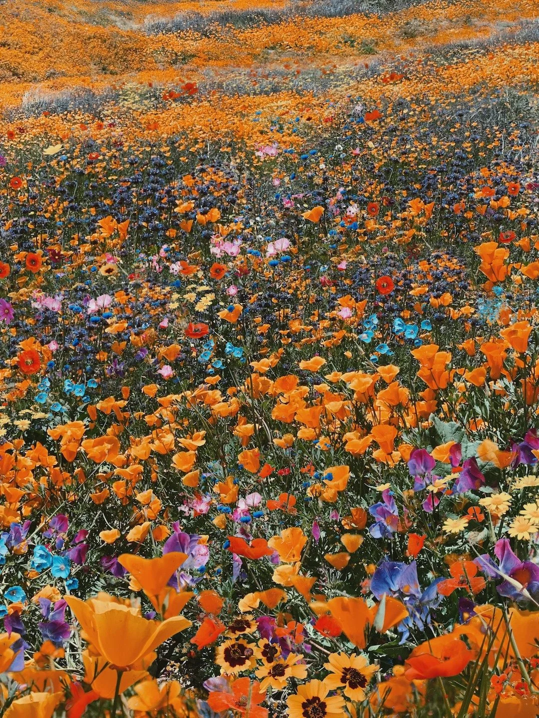 Endless Poppies- website.jpeg