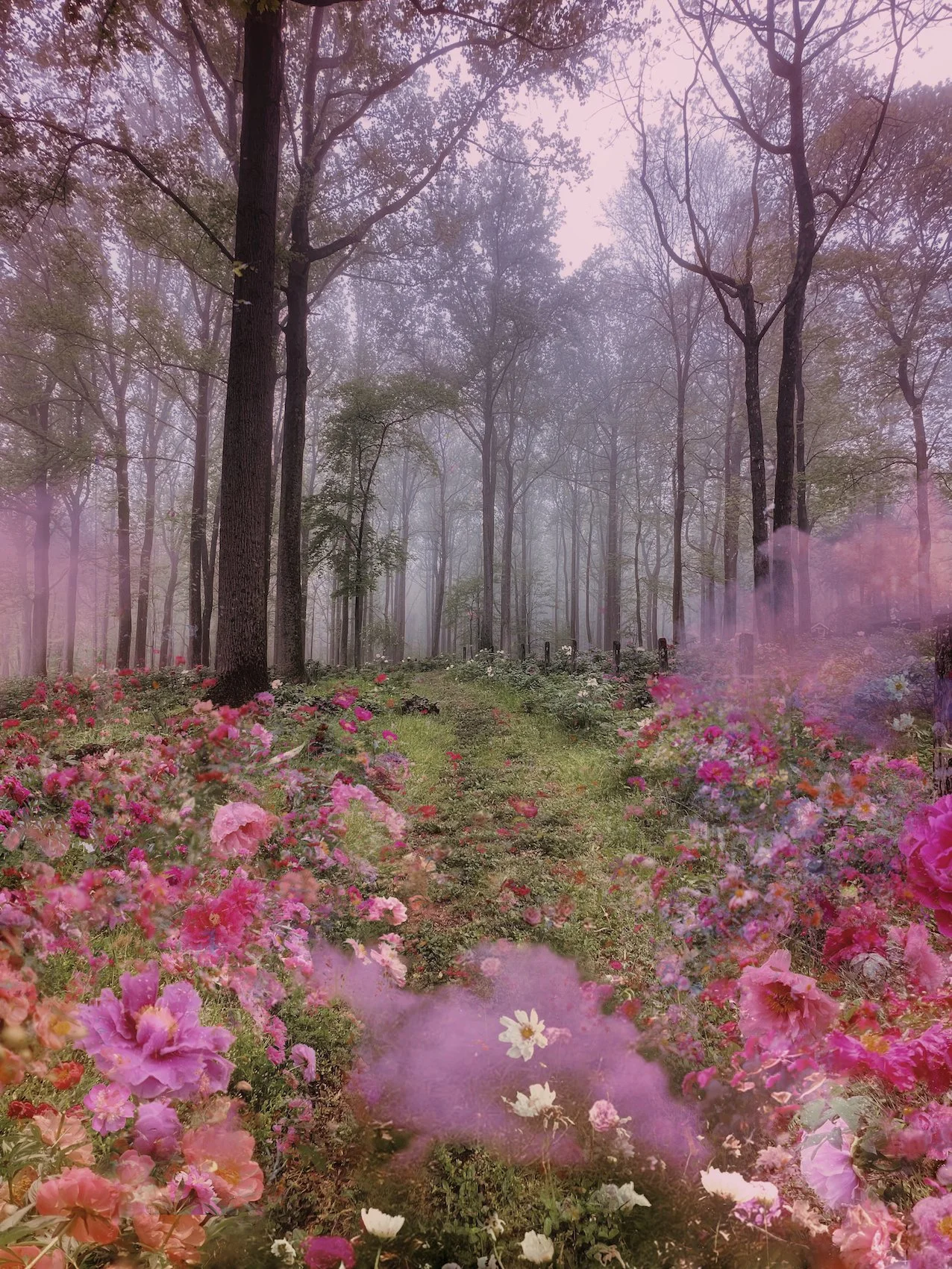 Enchantment- website.jpeg