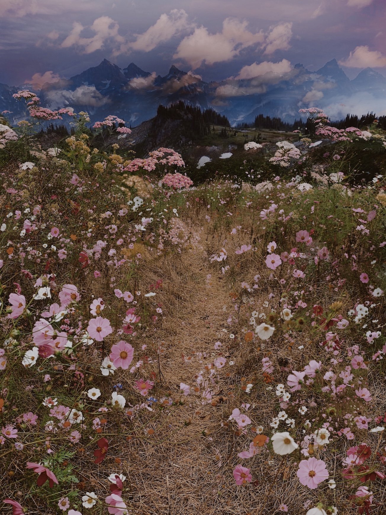 Tangled in You- website.jpeg