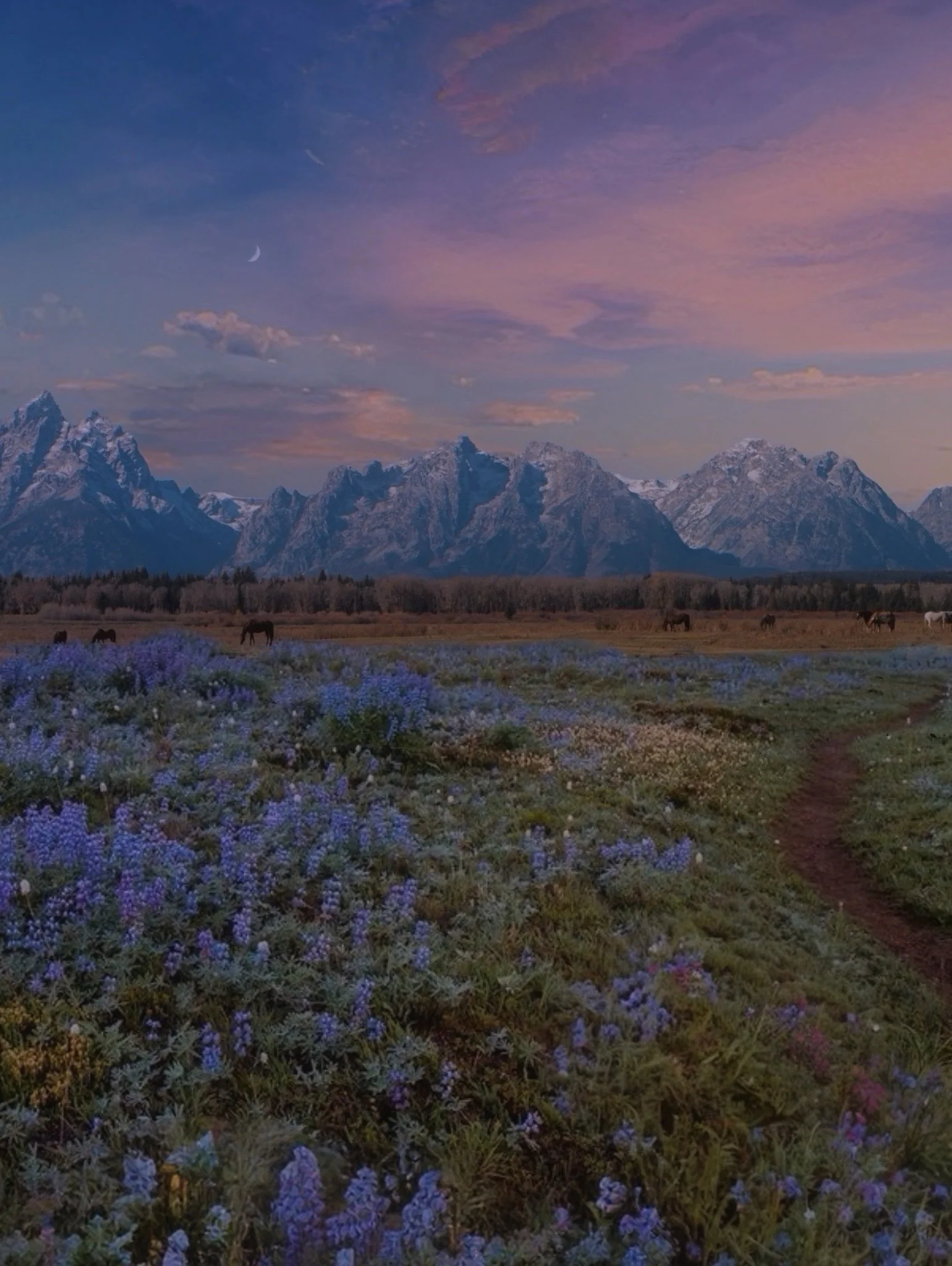 Pasture of blues.JPG