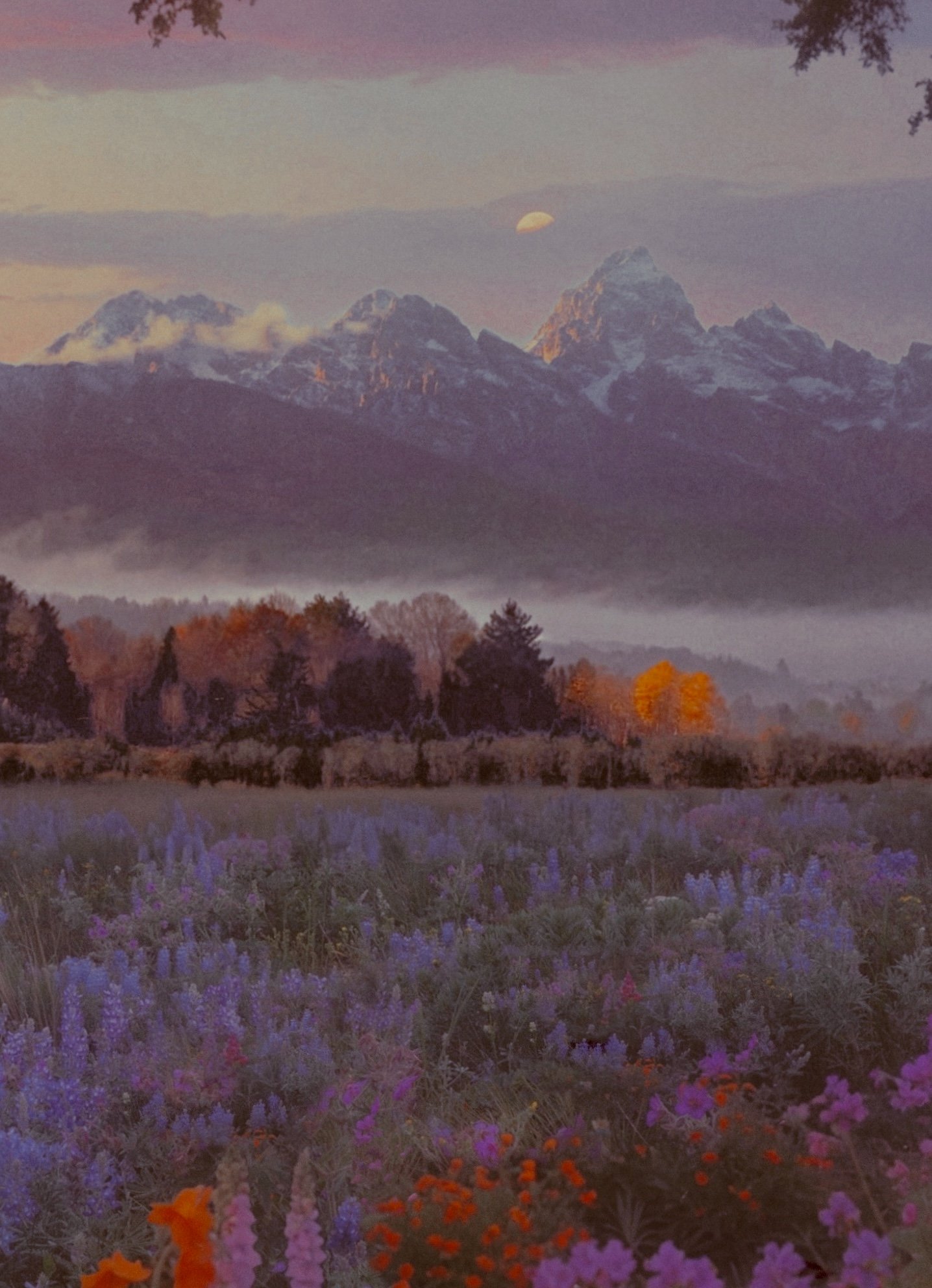 Home on the Range.jpg