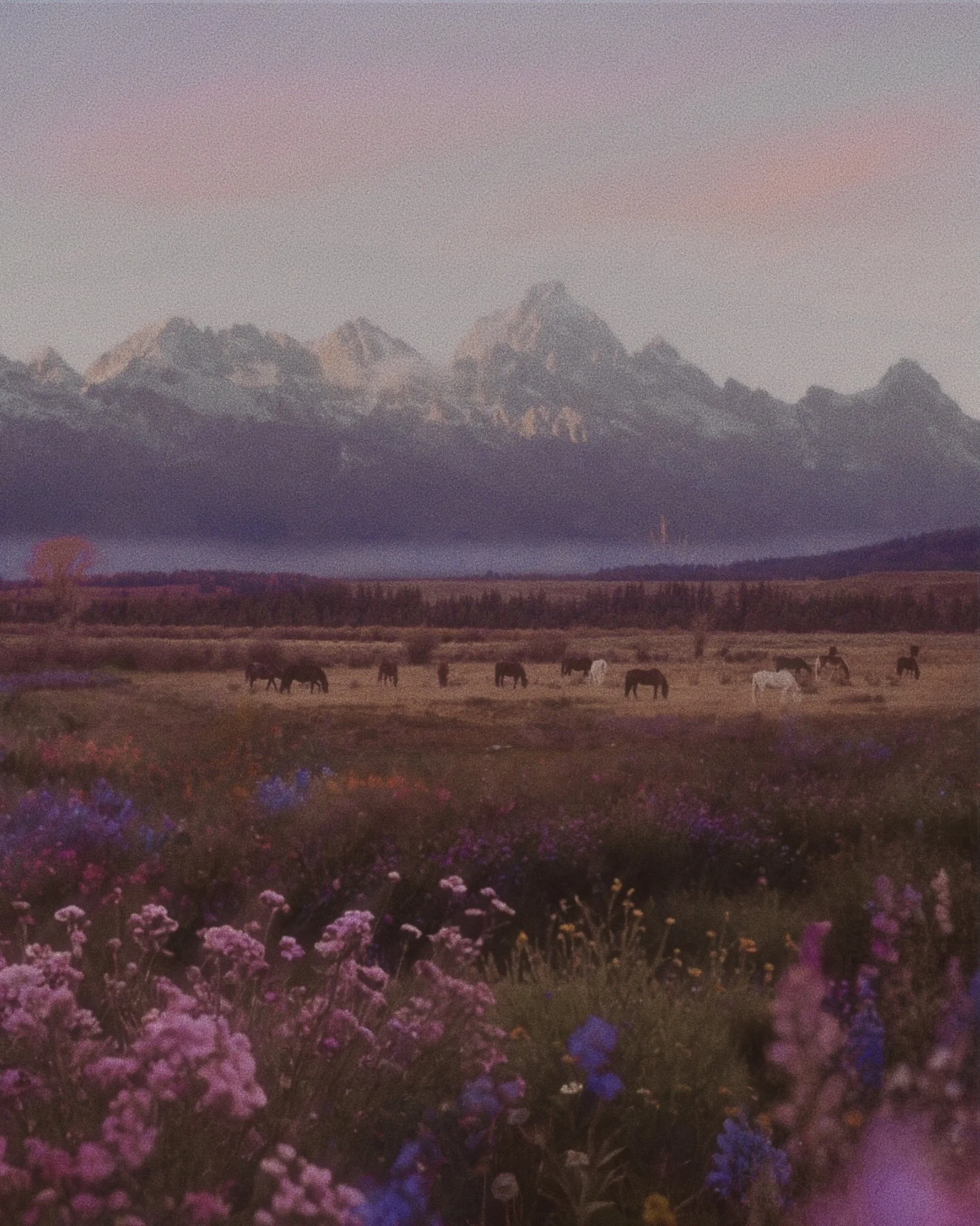 Pastel Pasture.jpg