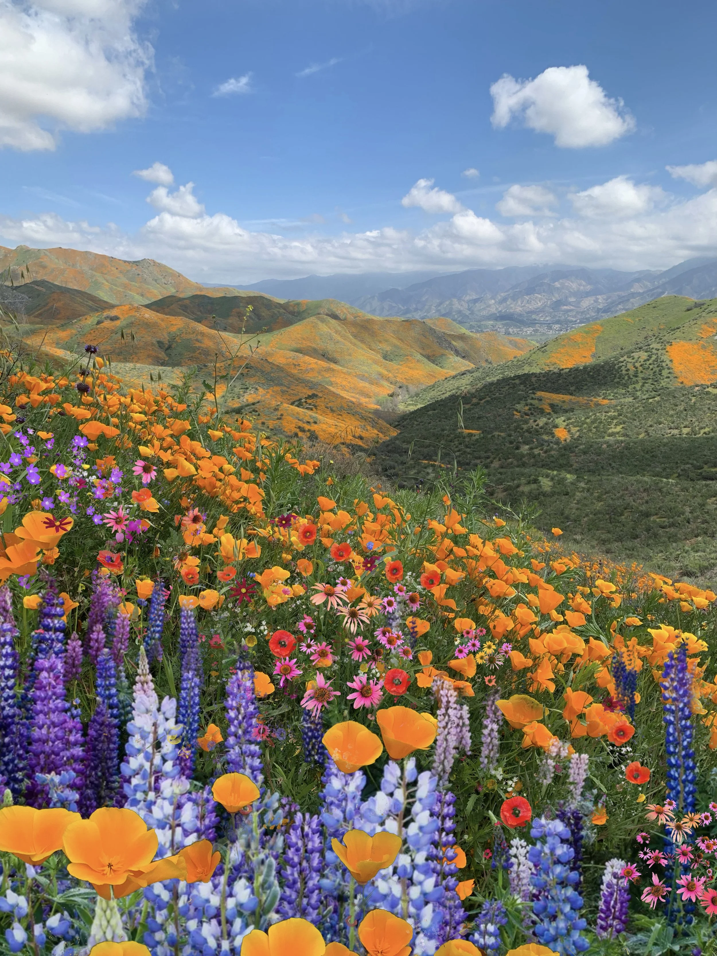 Mind full of superblooms.jpg