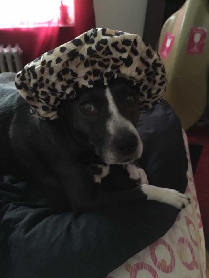 How the city pups do it!