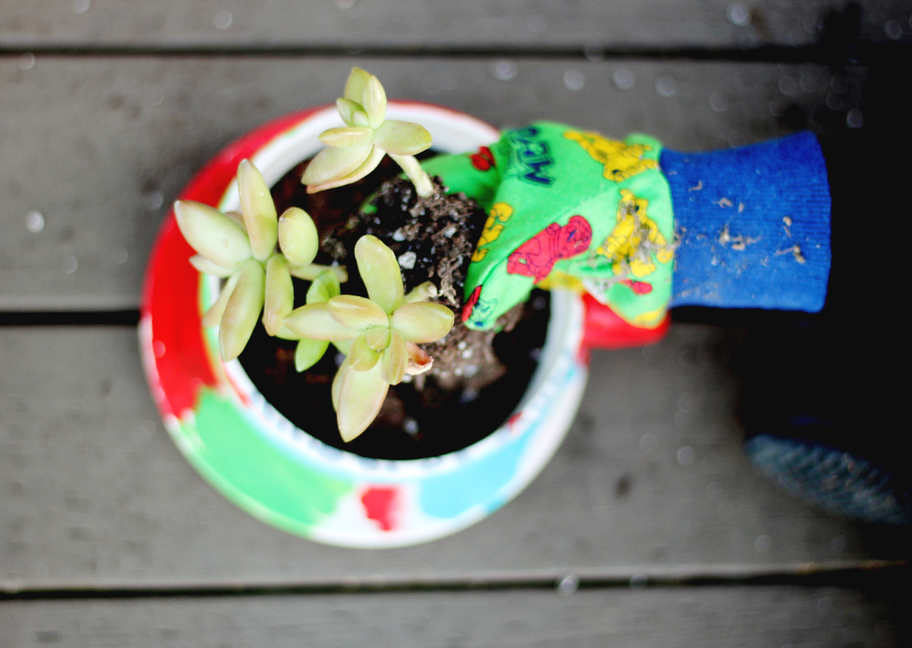 Tea Cup Succulent Planters — All Kids Are Gifted