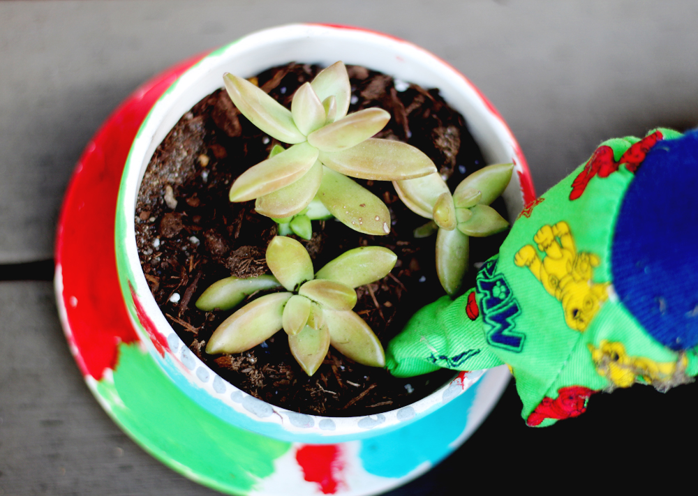 Tea Cup Succulent Planters — All Kids Are Gifted