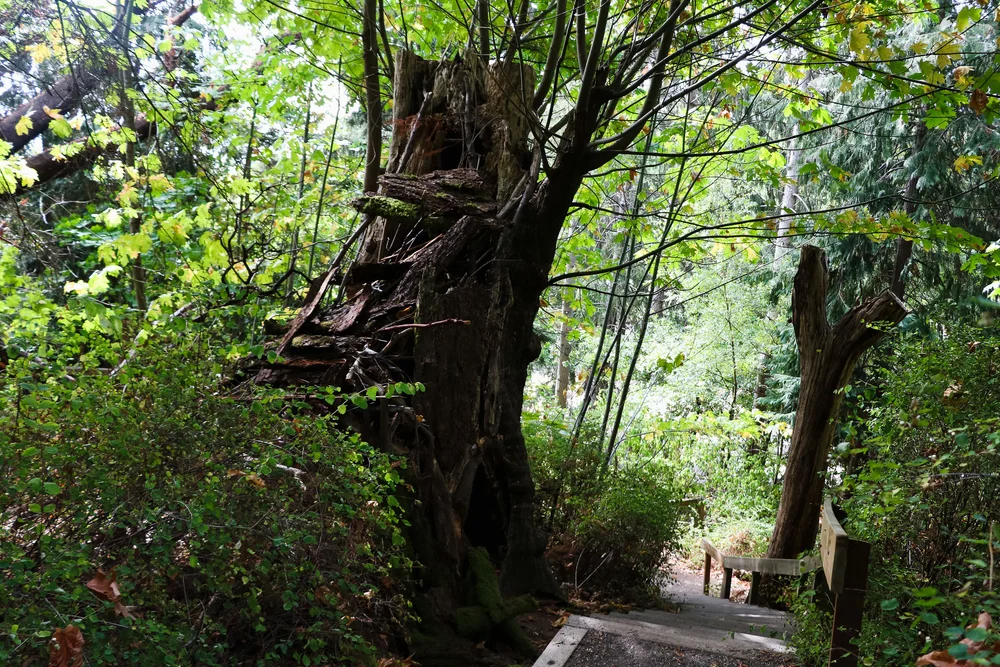 ADVENTURES - A HIKING WE WILL GO — All Kids Are Gifted