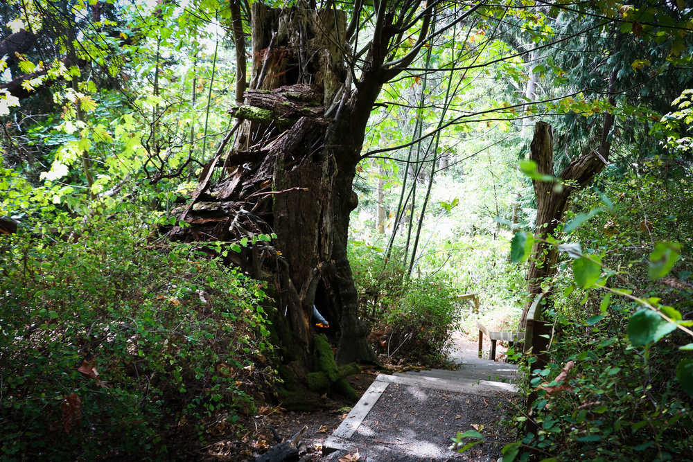 ADVENTURES - A HIKING WE WILL GO — All Kids Are Gifted