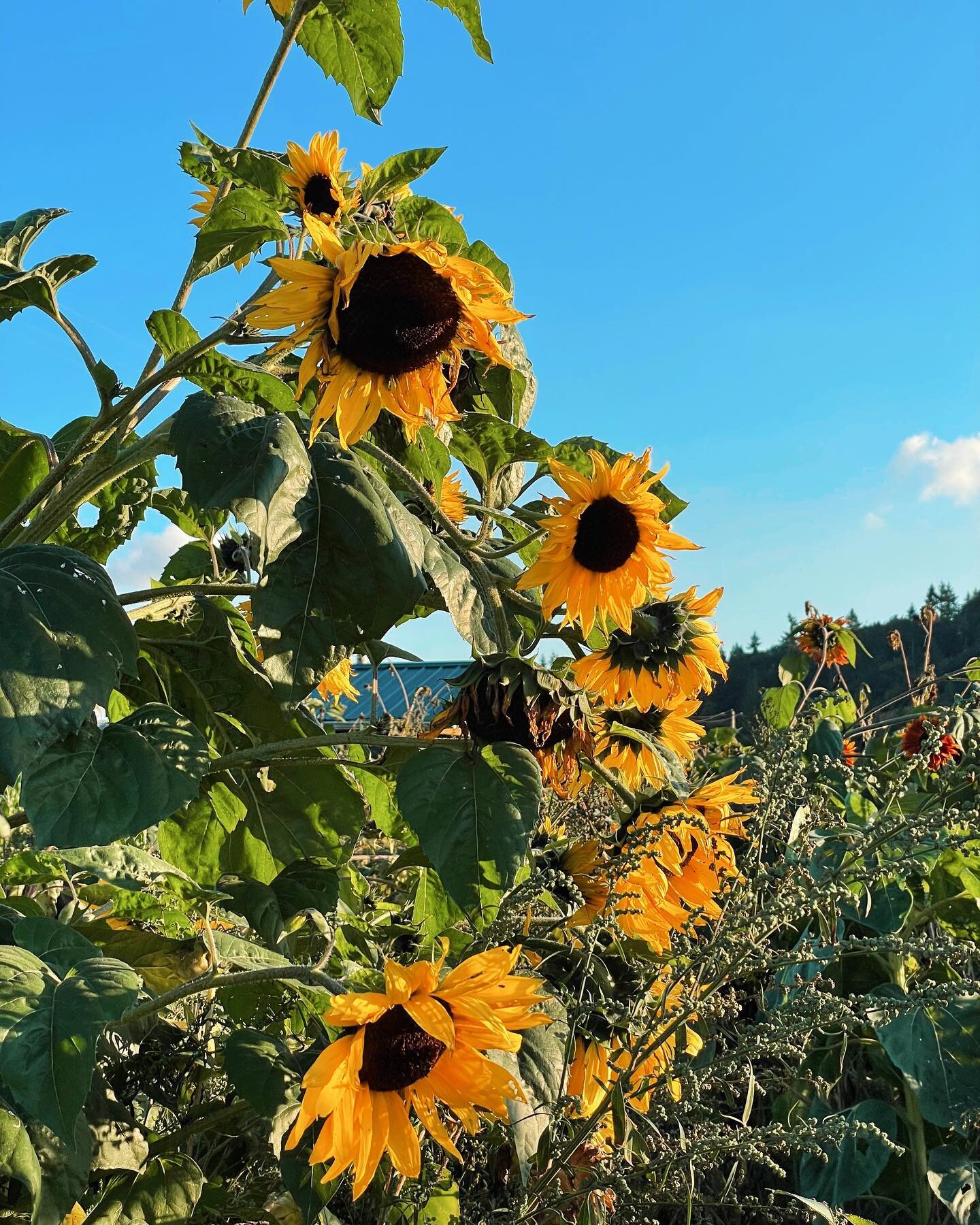 🌻 Advice from a Sunflower:⁣
Be bright,⁣
Sunny and⁣
positive.⁣
Spread seeds of⁣
happiness⁣
Rise, Shine,⁣
and hold your⁣
HEAD HIGH.⁣
- unknown -⁣
⁣
It&rsquo;s a rainy, windy day here in Washington so I thought I&rsquo;d drop some sunshine in your feed