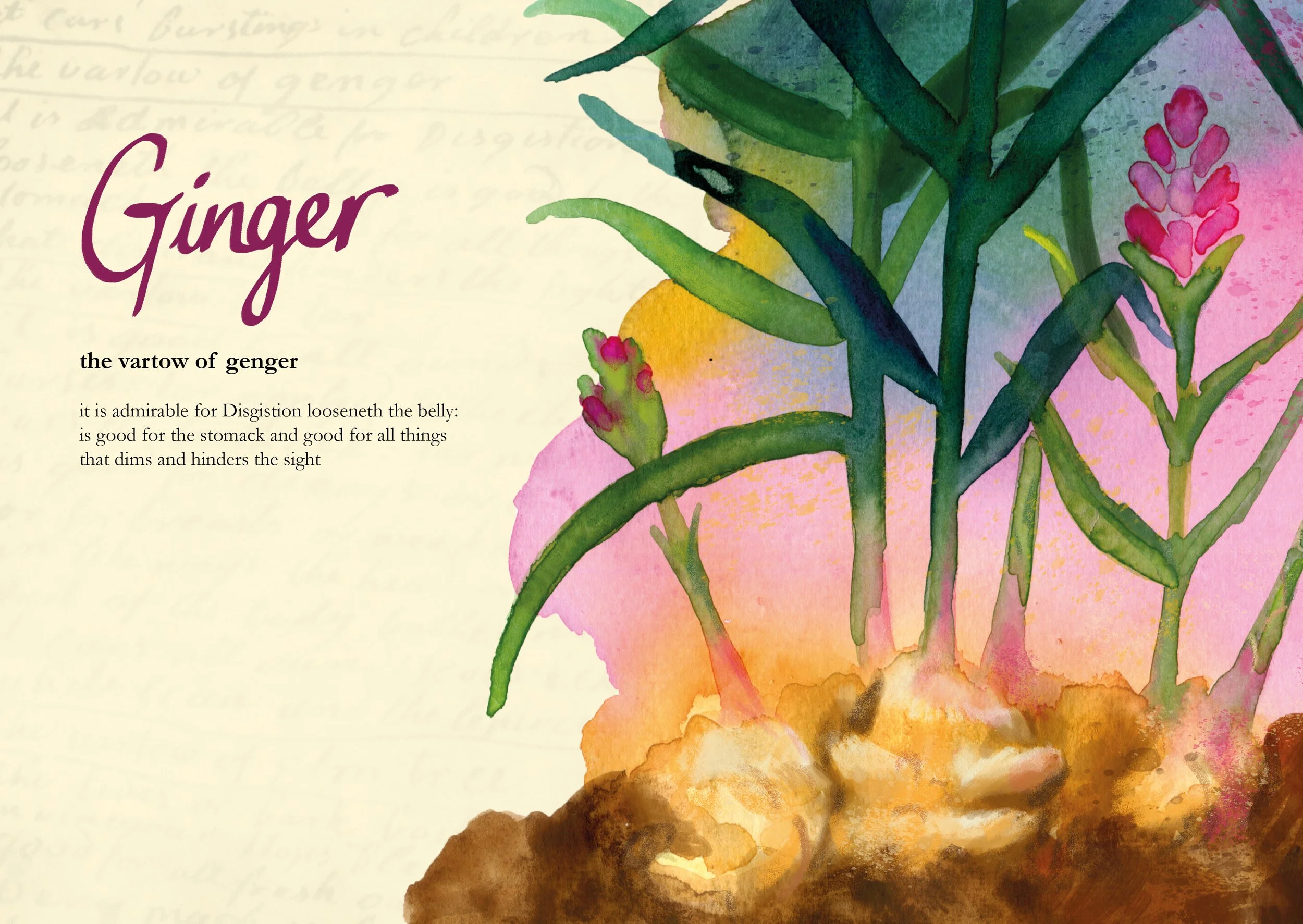 Old Scottish Herbal Remedies_Ginger_Helen Kellock illustration