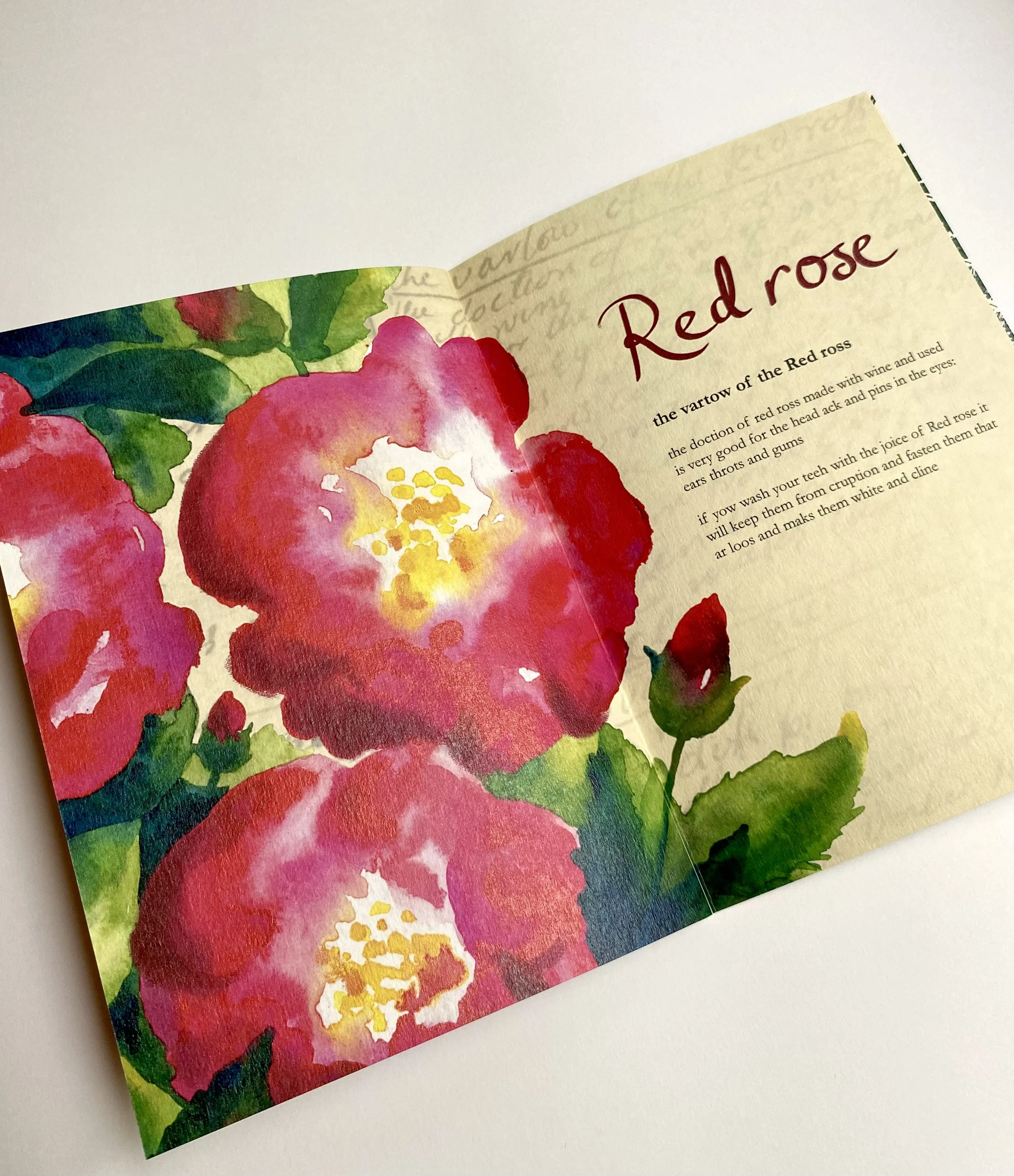 Red rose_Helen Kellock illustration