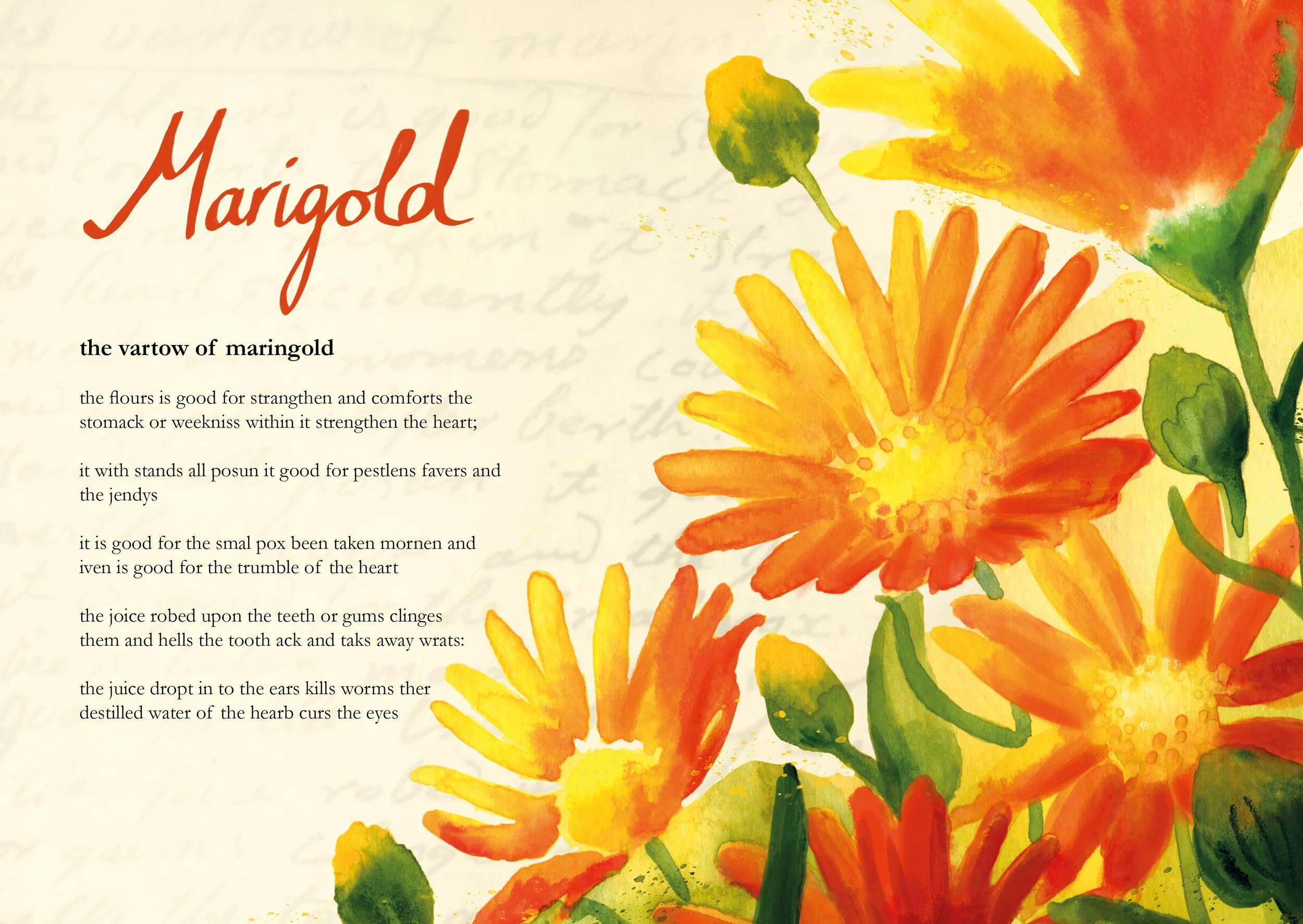 Old Scottish Herbal Remedies_Marigold_Helen Kellock illustration.jpg