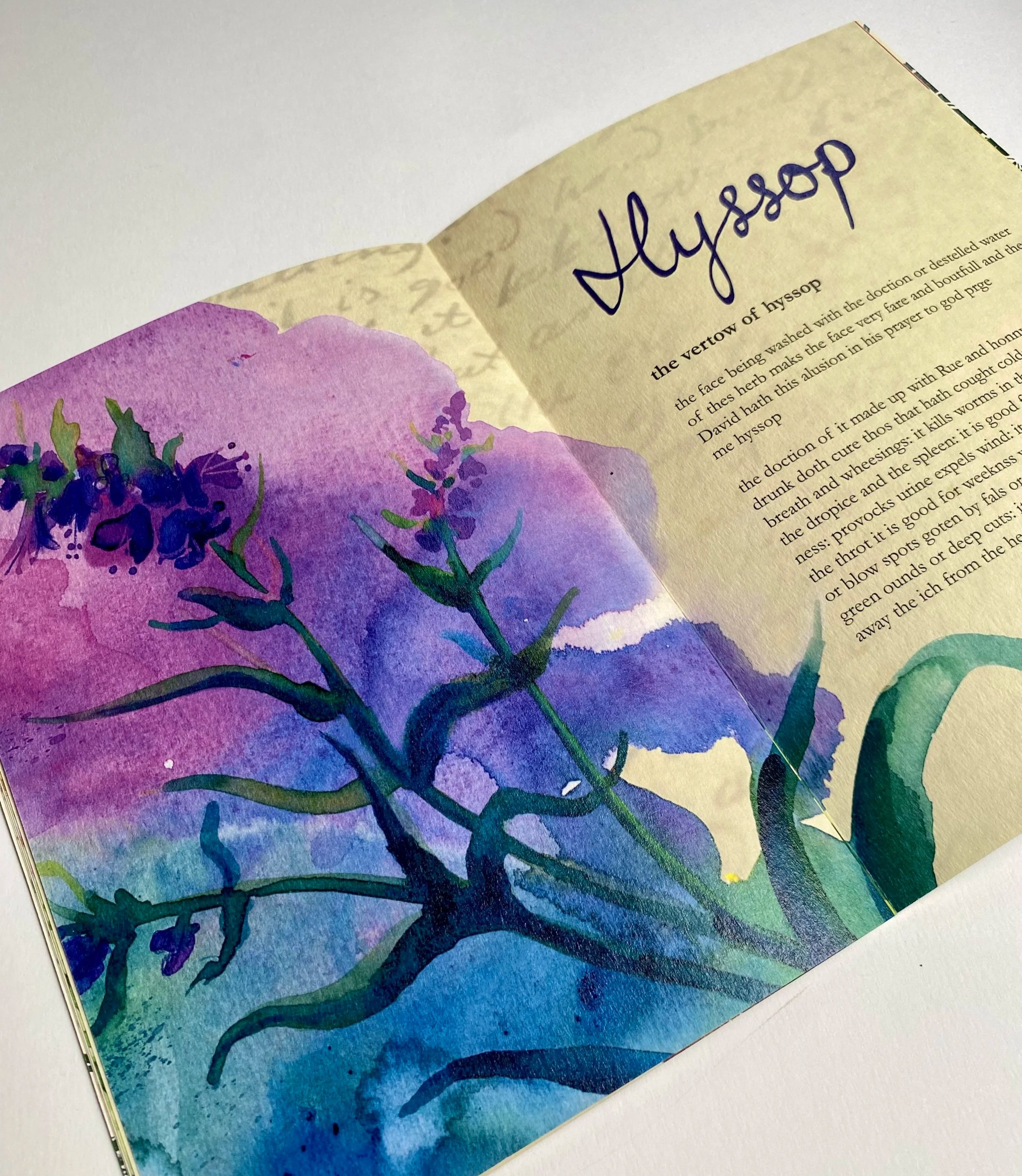 Hyssop_Helen Kellock illustration