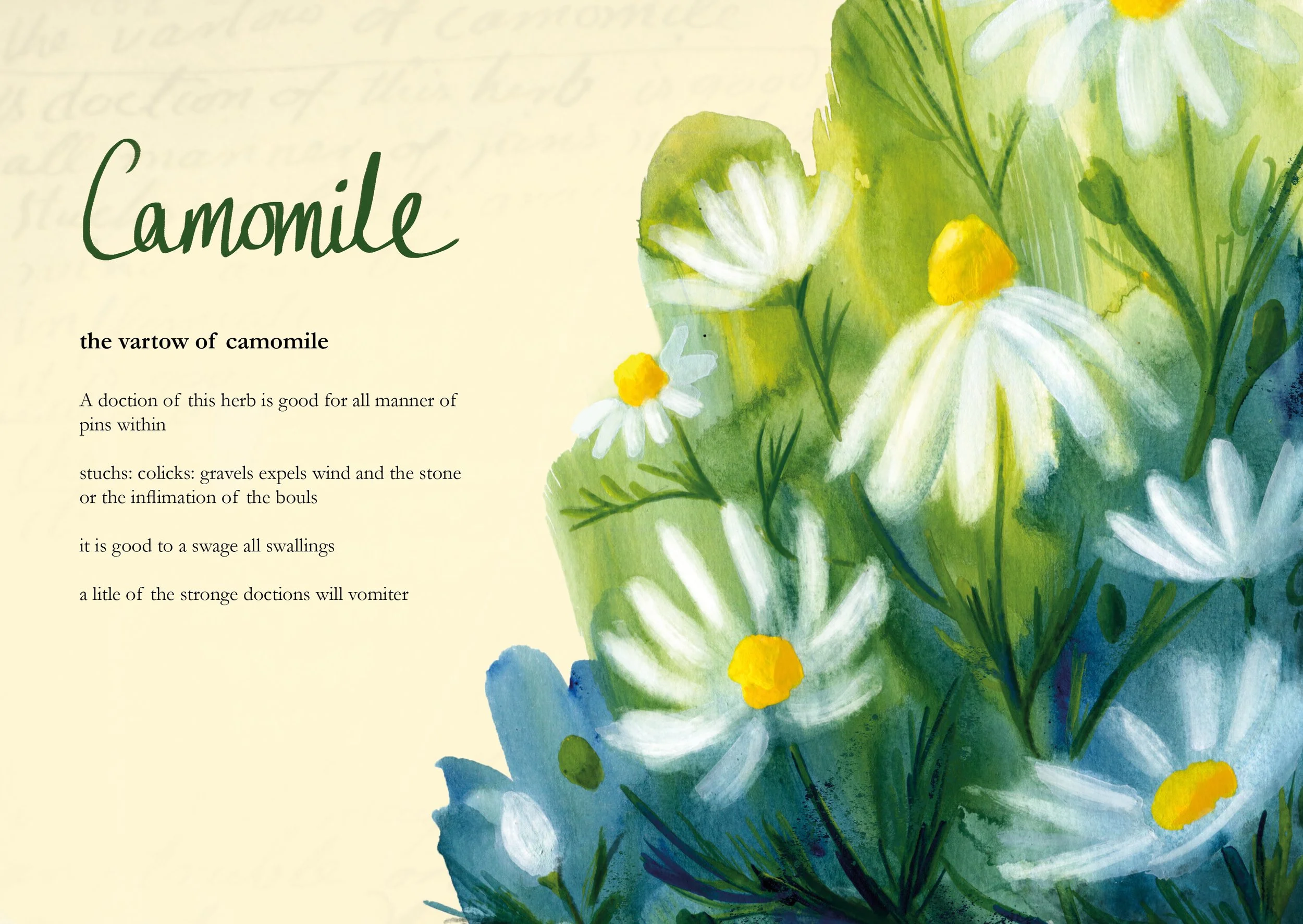 Old Scottish Herbal Remedies_Camomile_Helen Kellock illustration