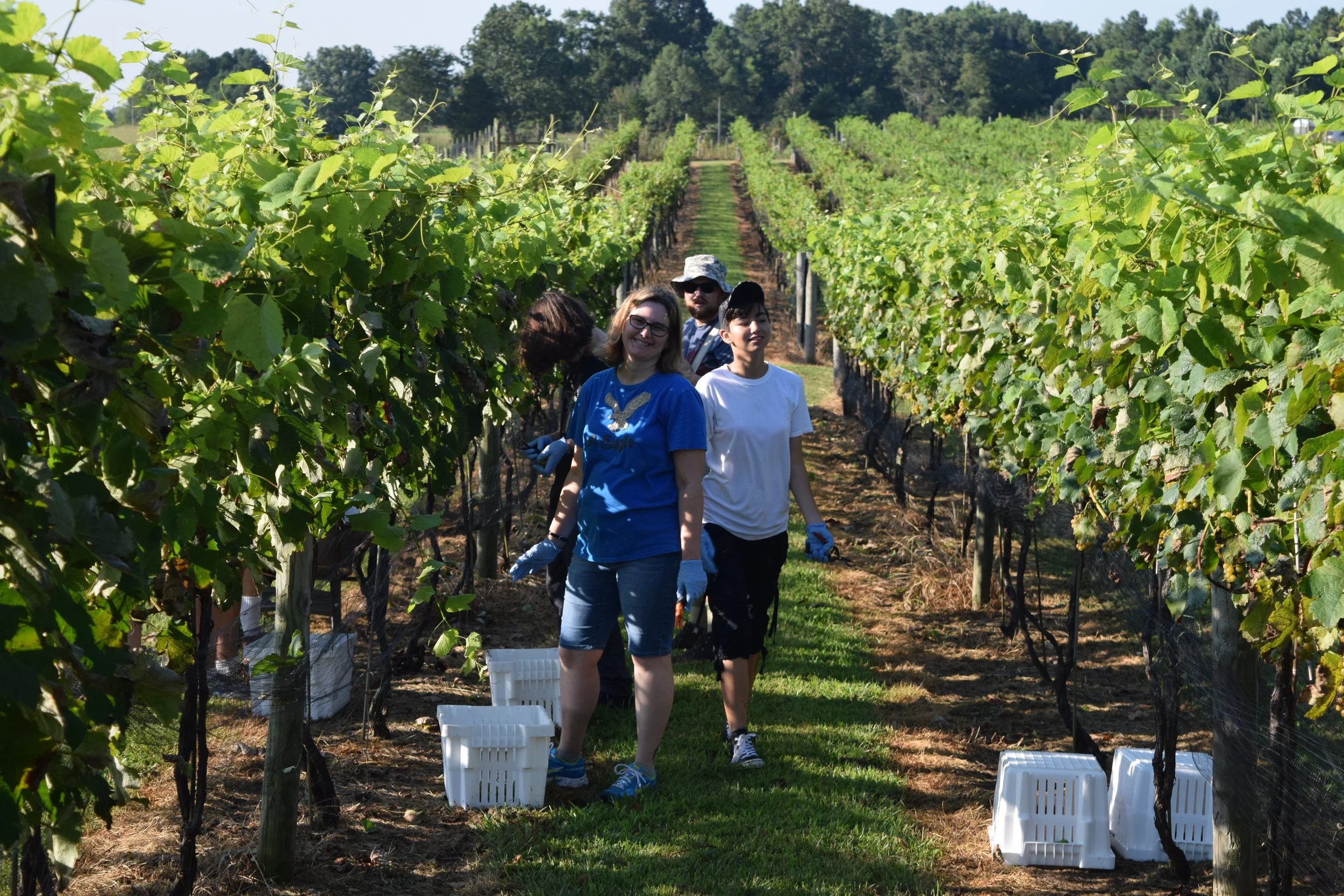 One thing we do to raise money is grape-picking.
