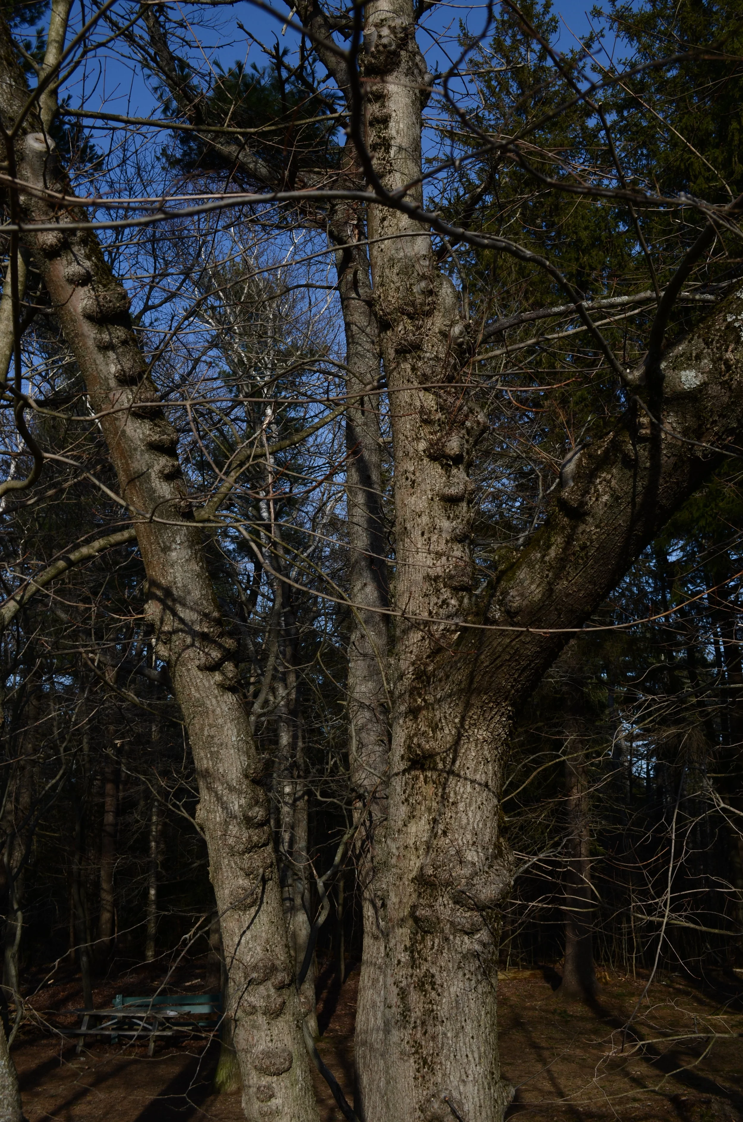 DSC_0867.JPG