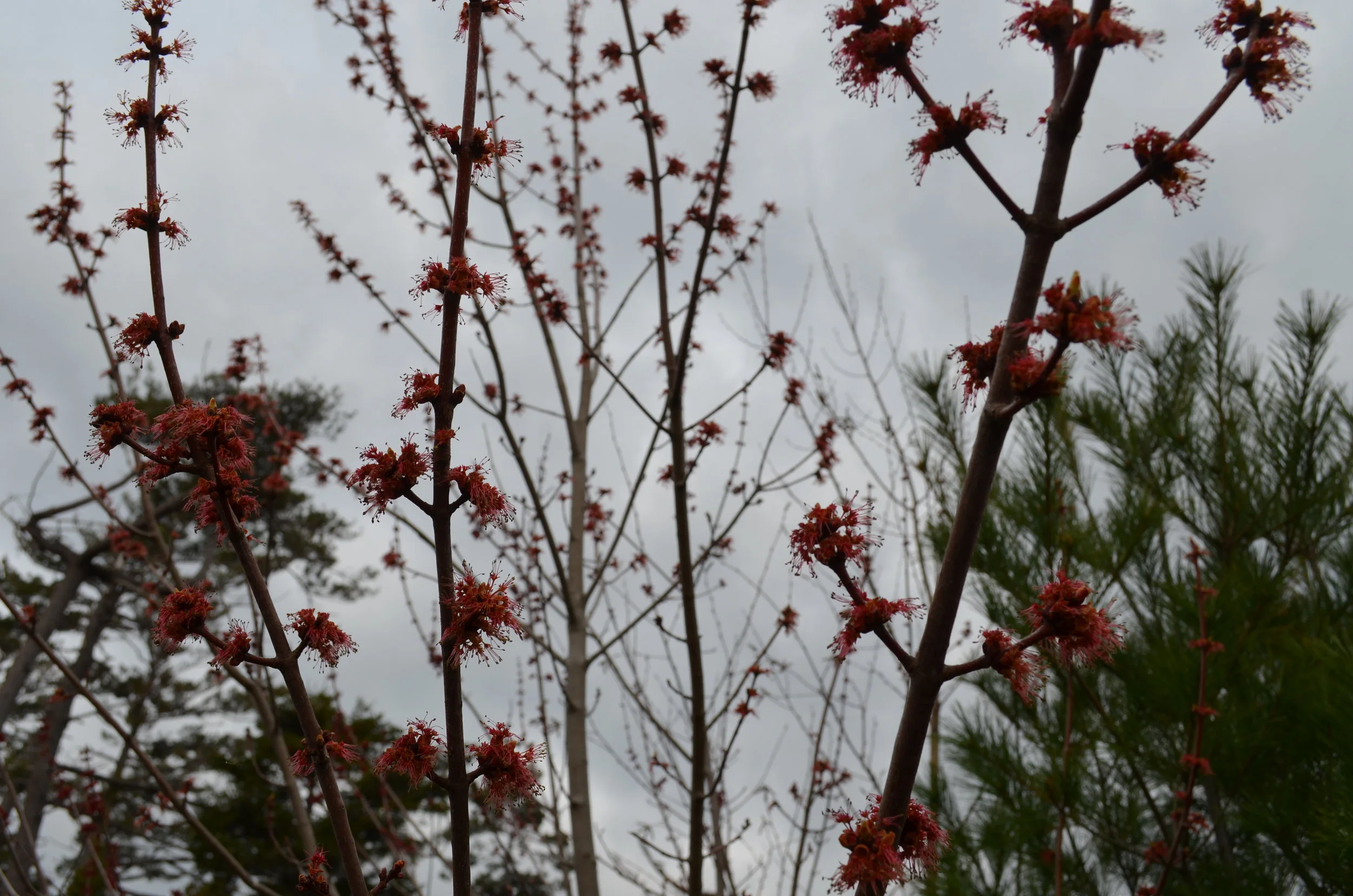 DSC_1236.JPG