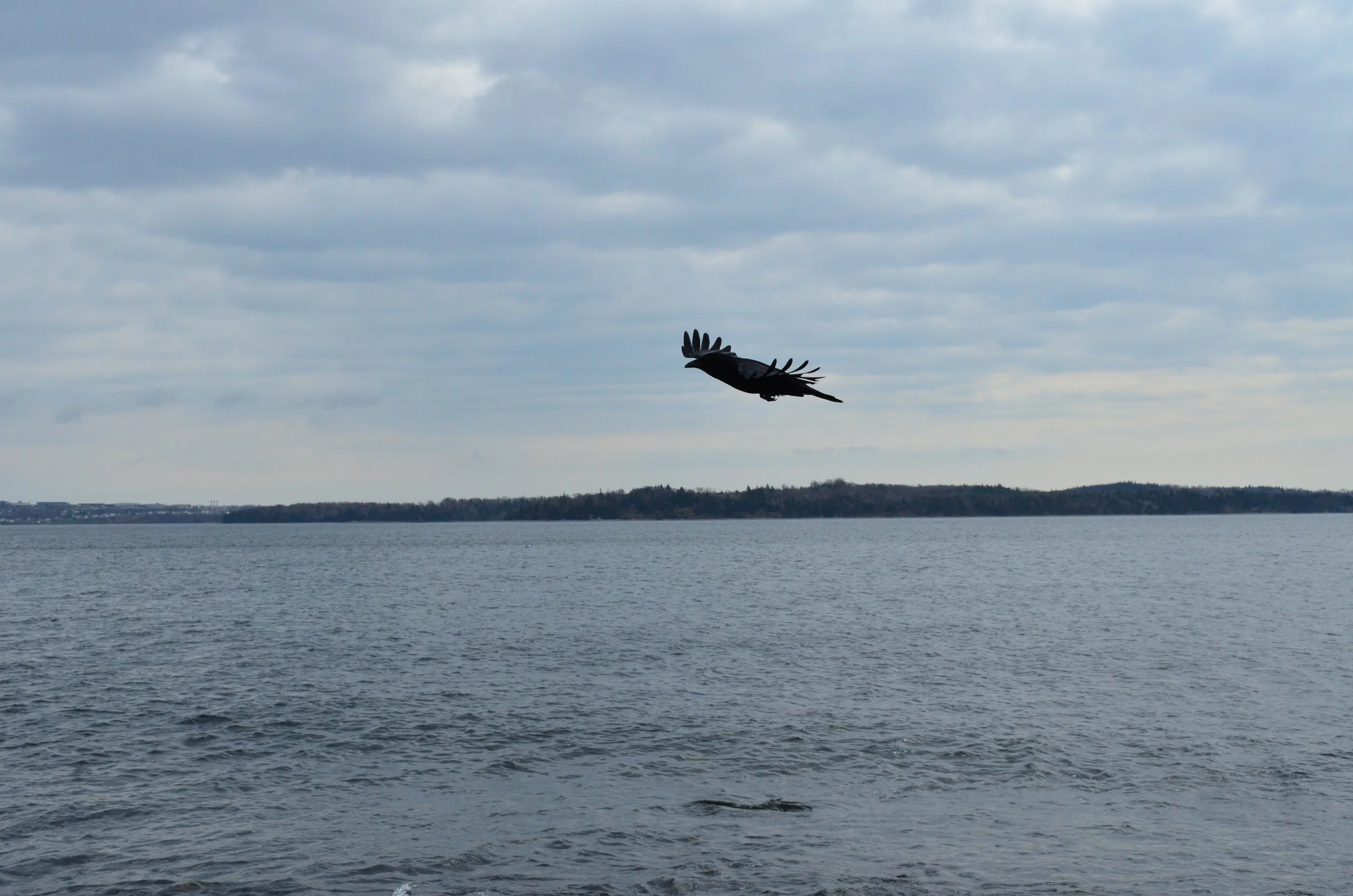 DSC_1271.JPG