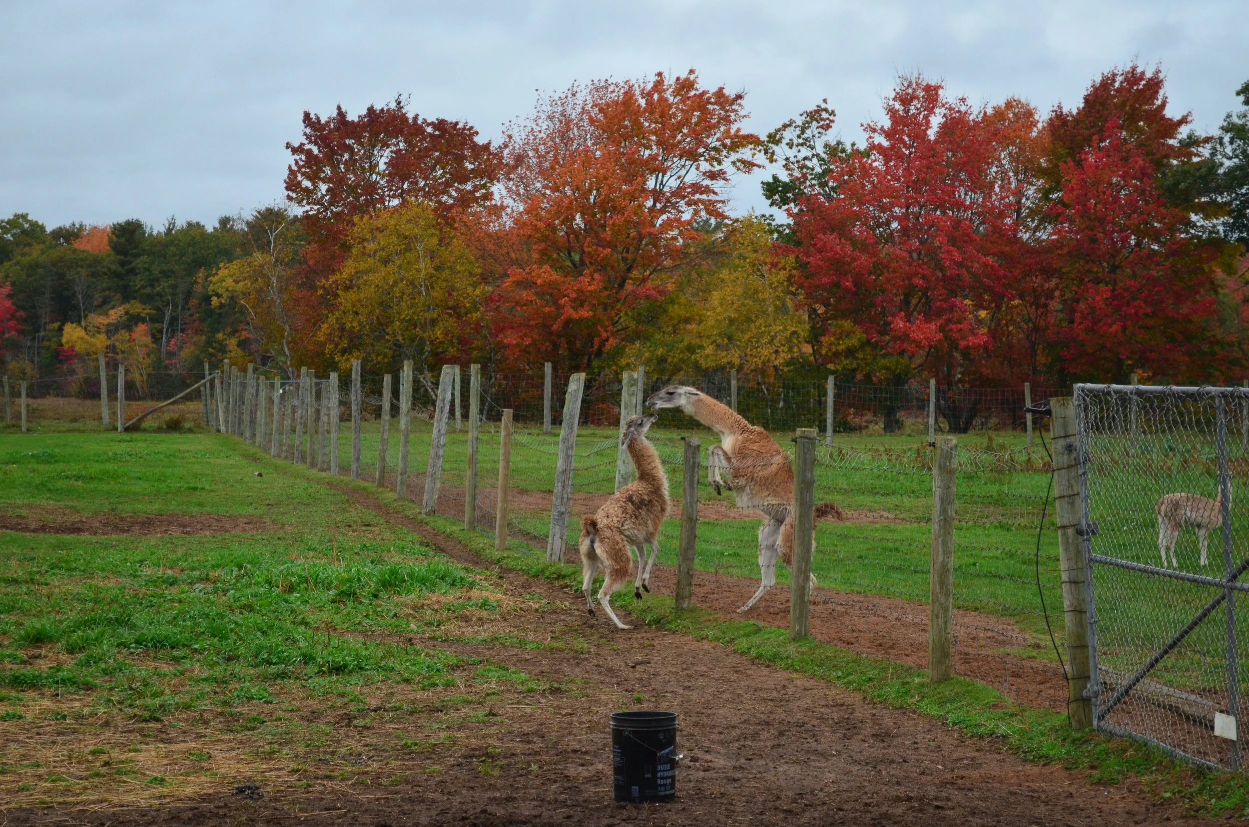 DSC_6155.JPG