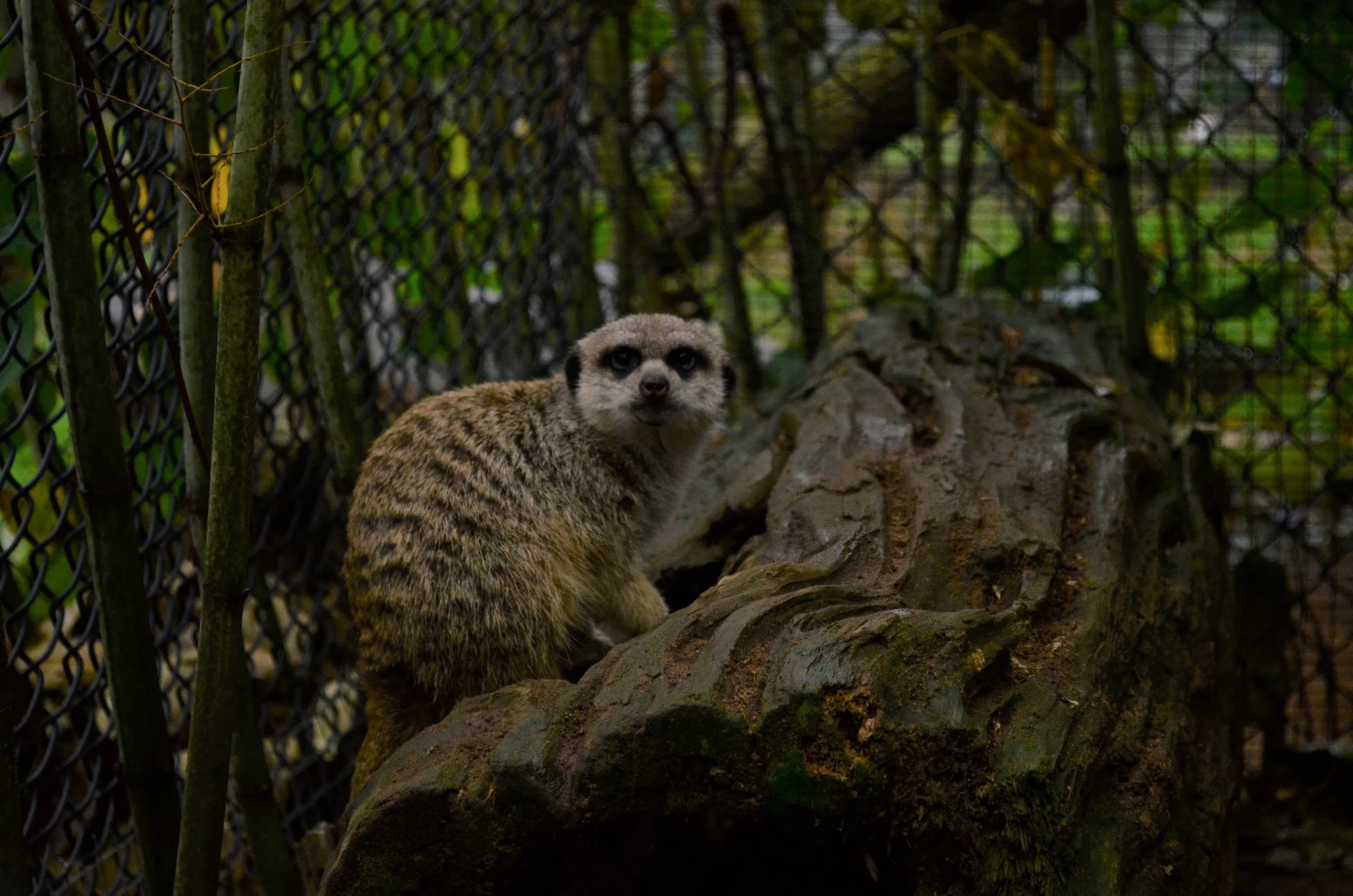 DSC_6194.JPG