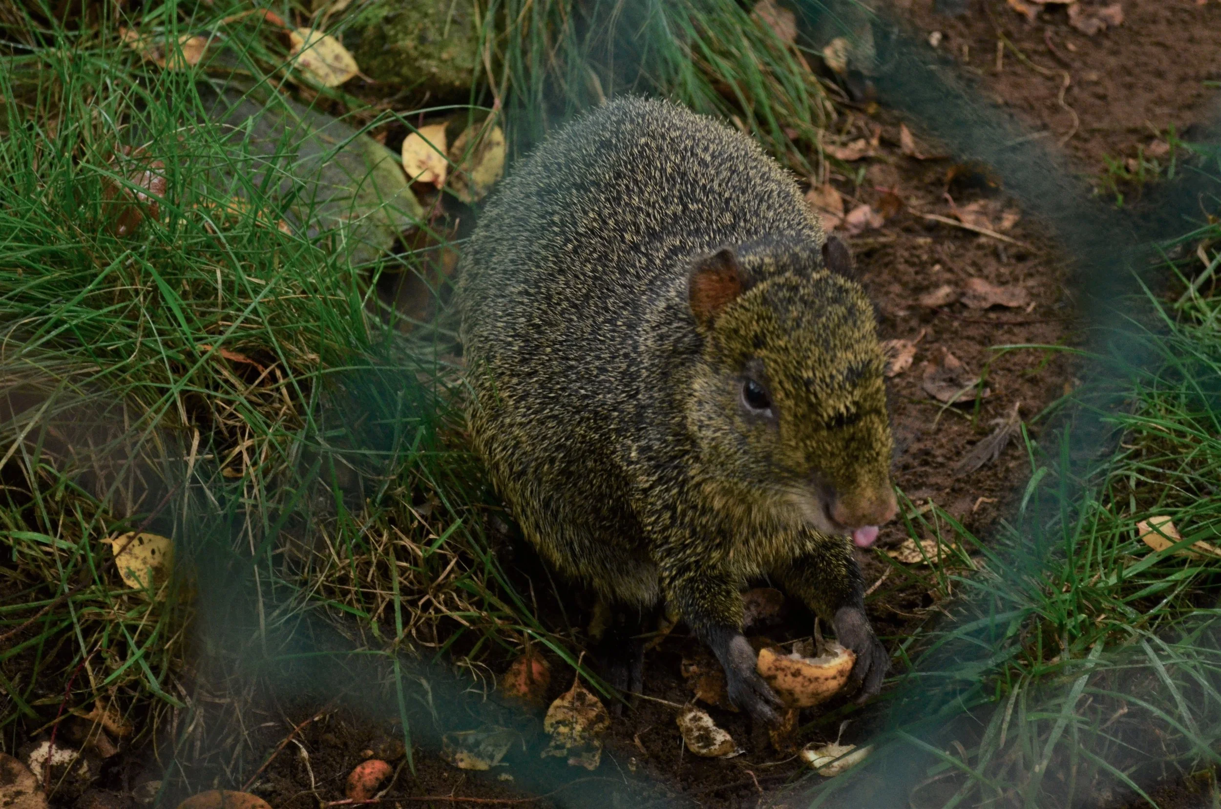 DSC_6215.JPG