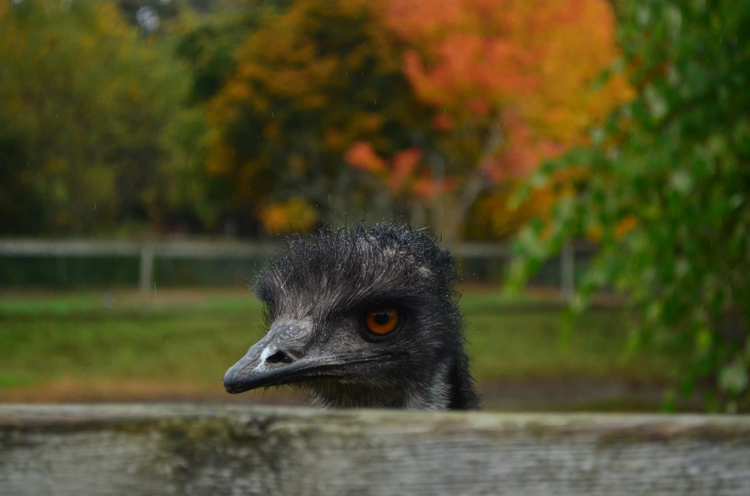 DSC_6228.JPG