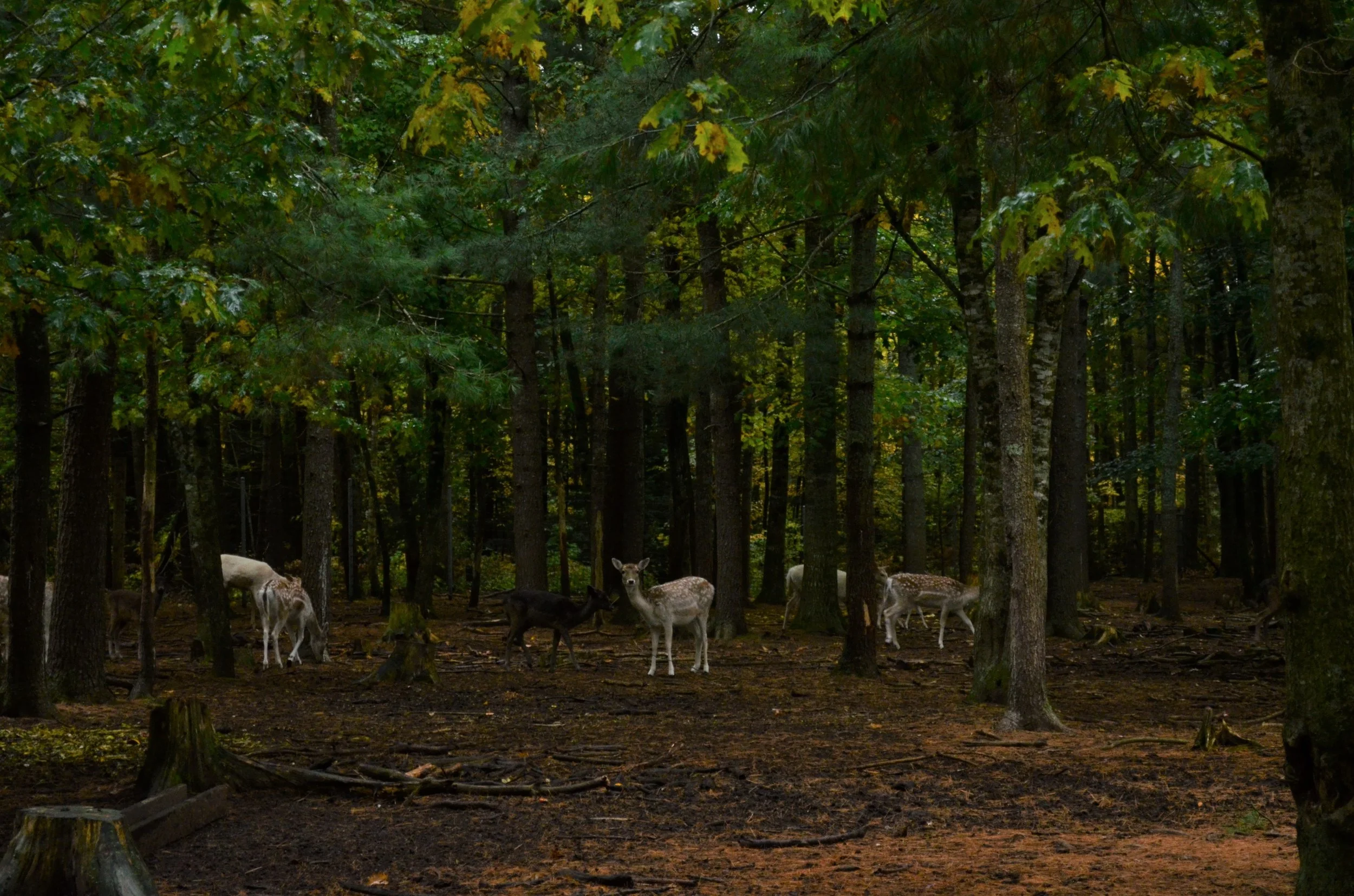 DSC_6247.JPG