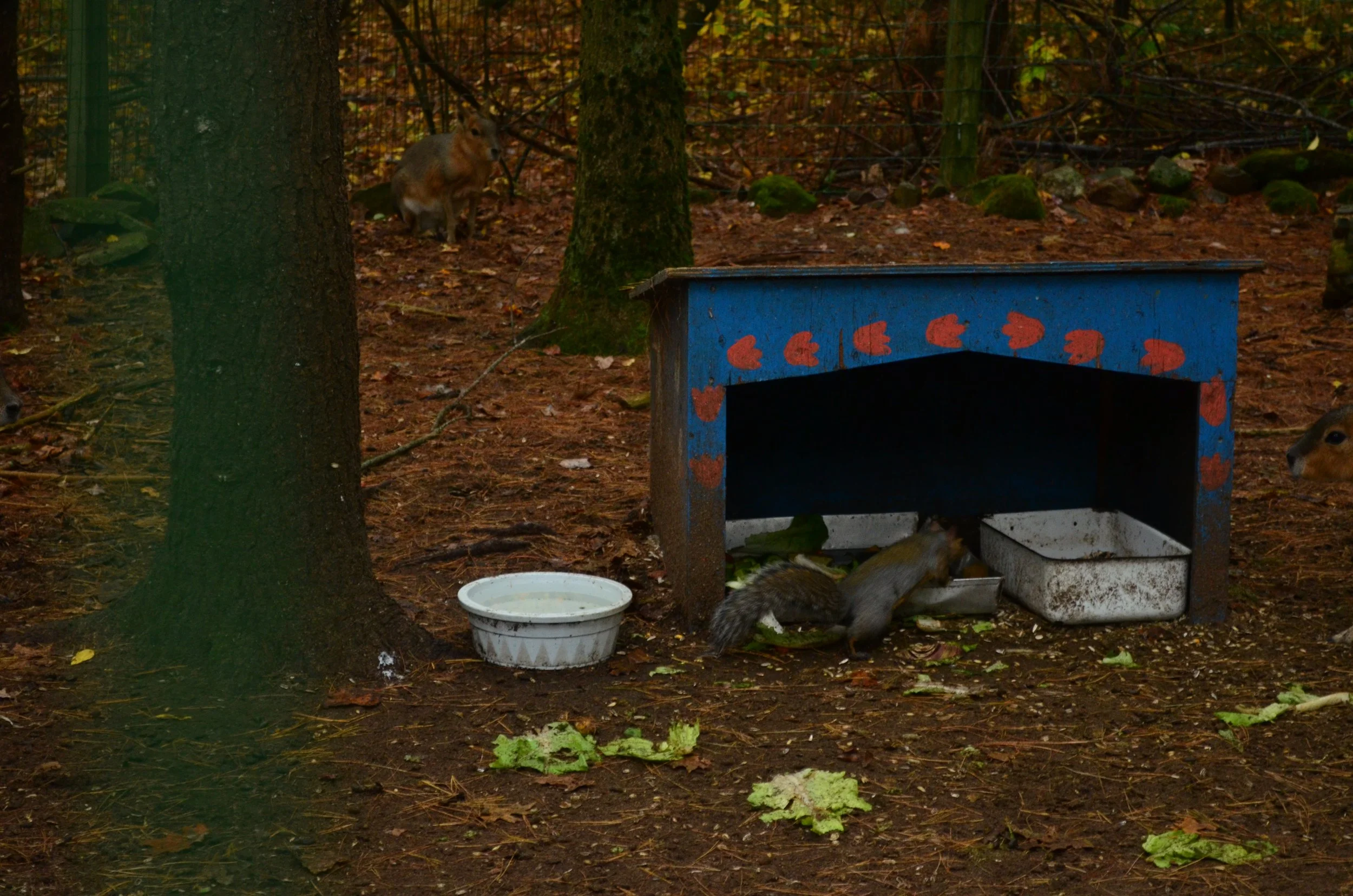 DSC_6264.JPG