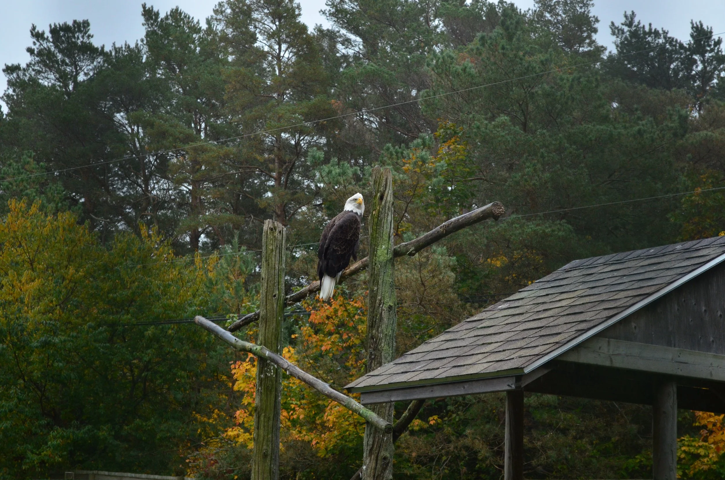 DSC_6271.JPG