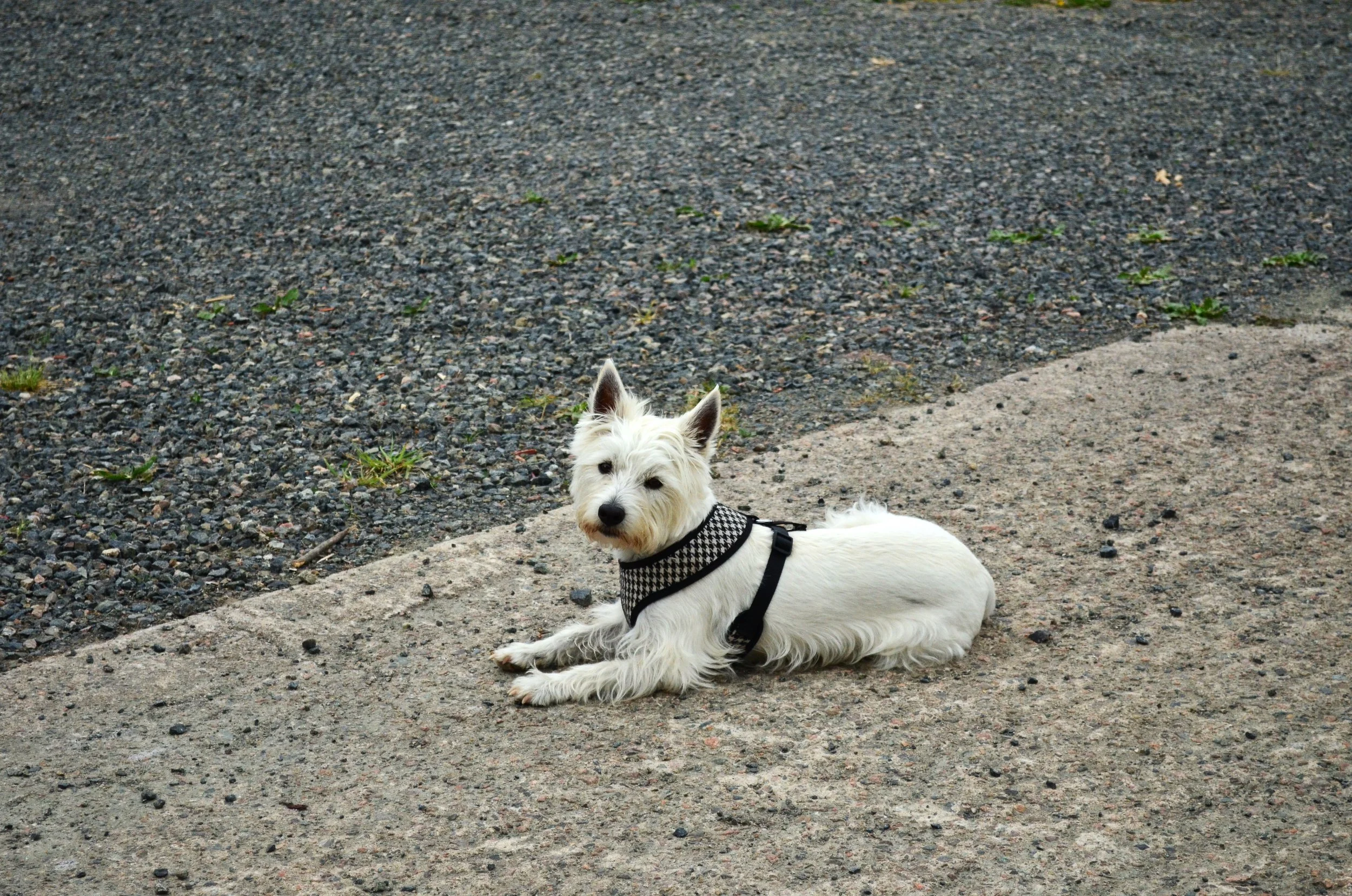 DSC_0145.JPG