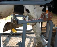 Front hoof lifting is an easy, efficient operation.