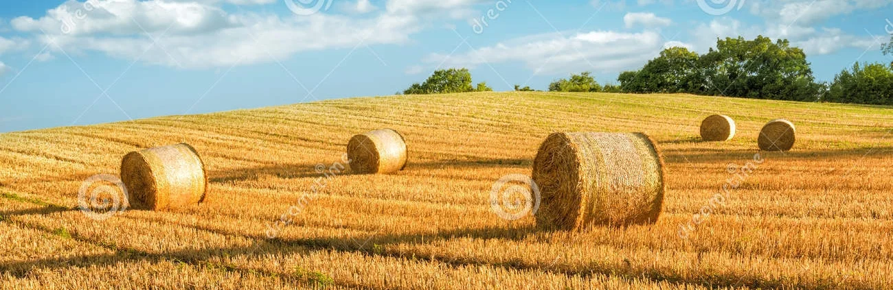 Bailey Farm Equipment